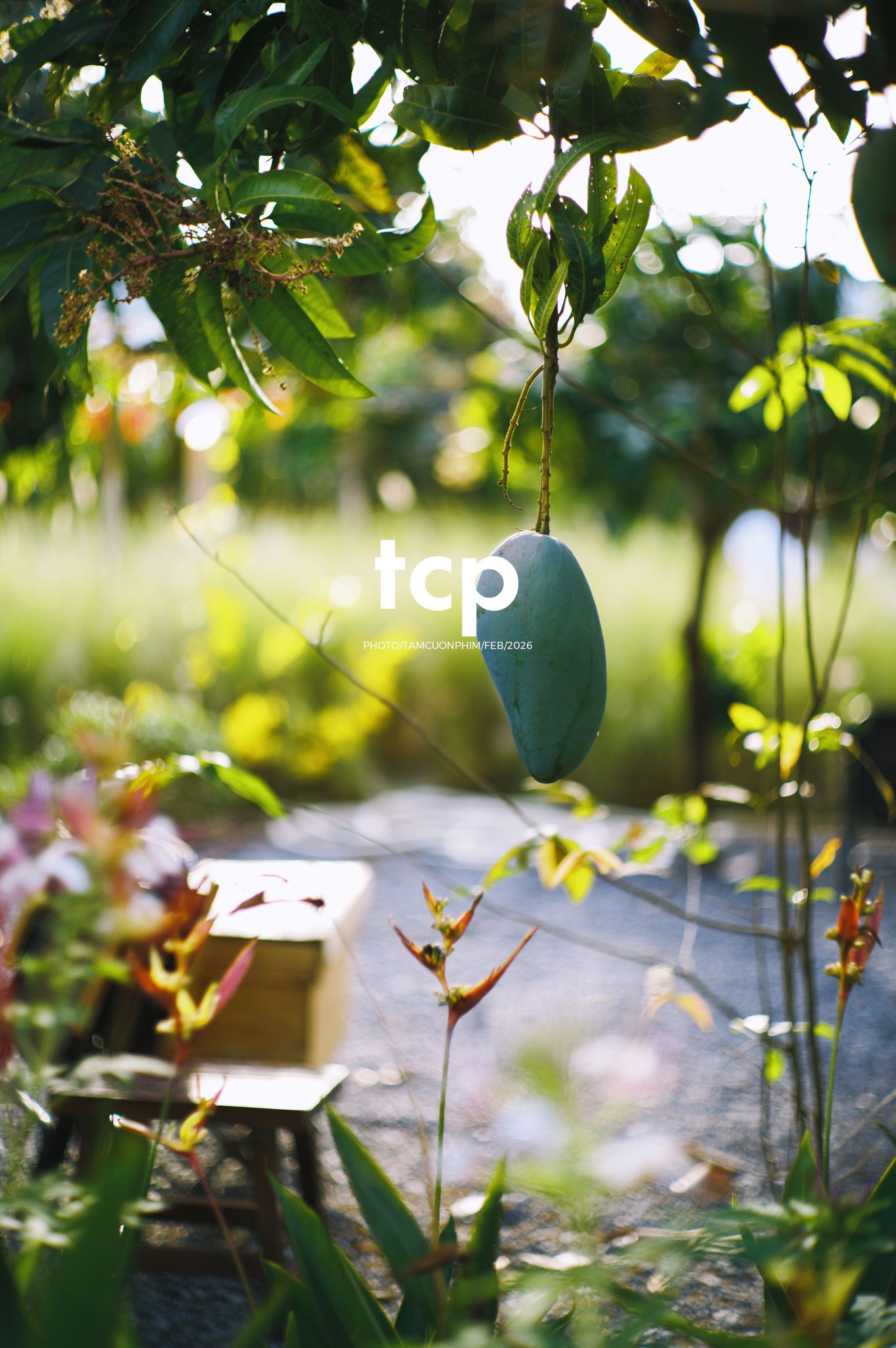 Tám Cuộn Phim - Nắng chiều và những khoảng lặng