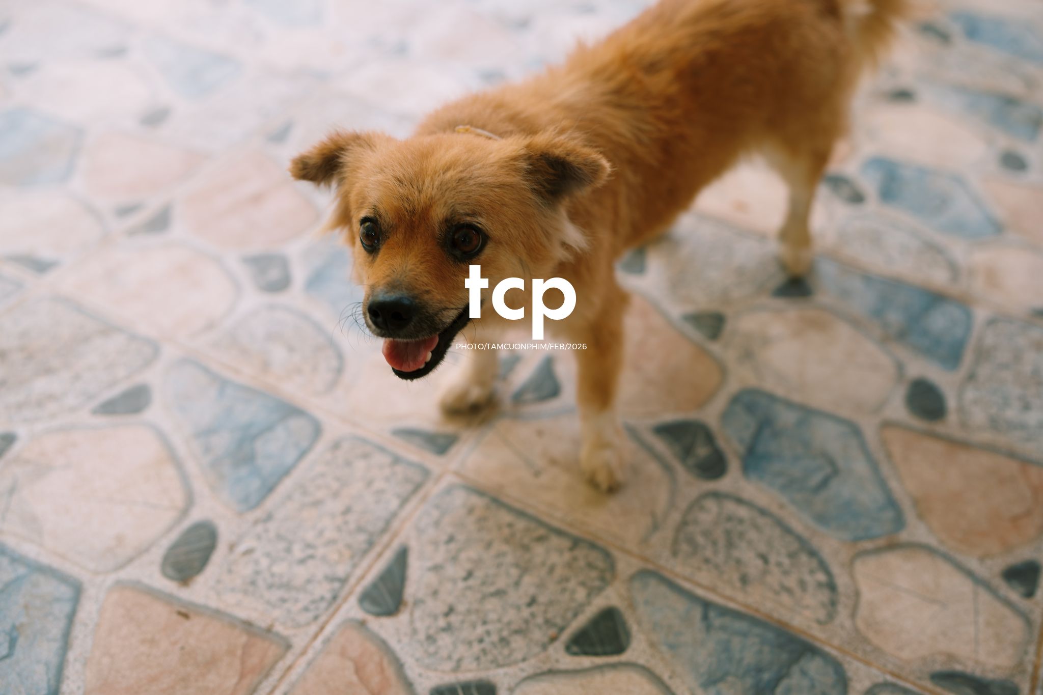 Tám Cuộn Phim - Sắc Vàng Trong Độ Phơi Sáng Miền Tây