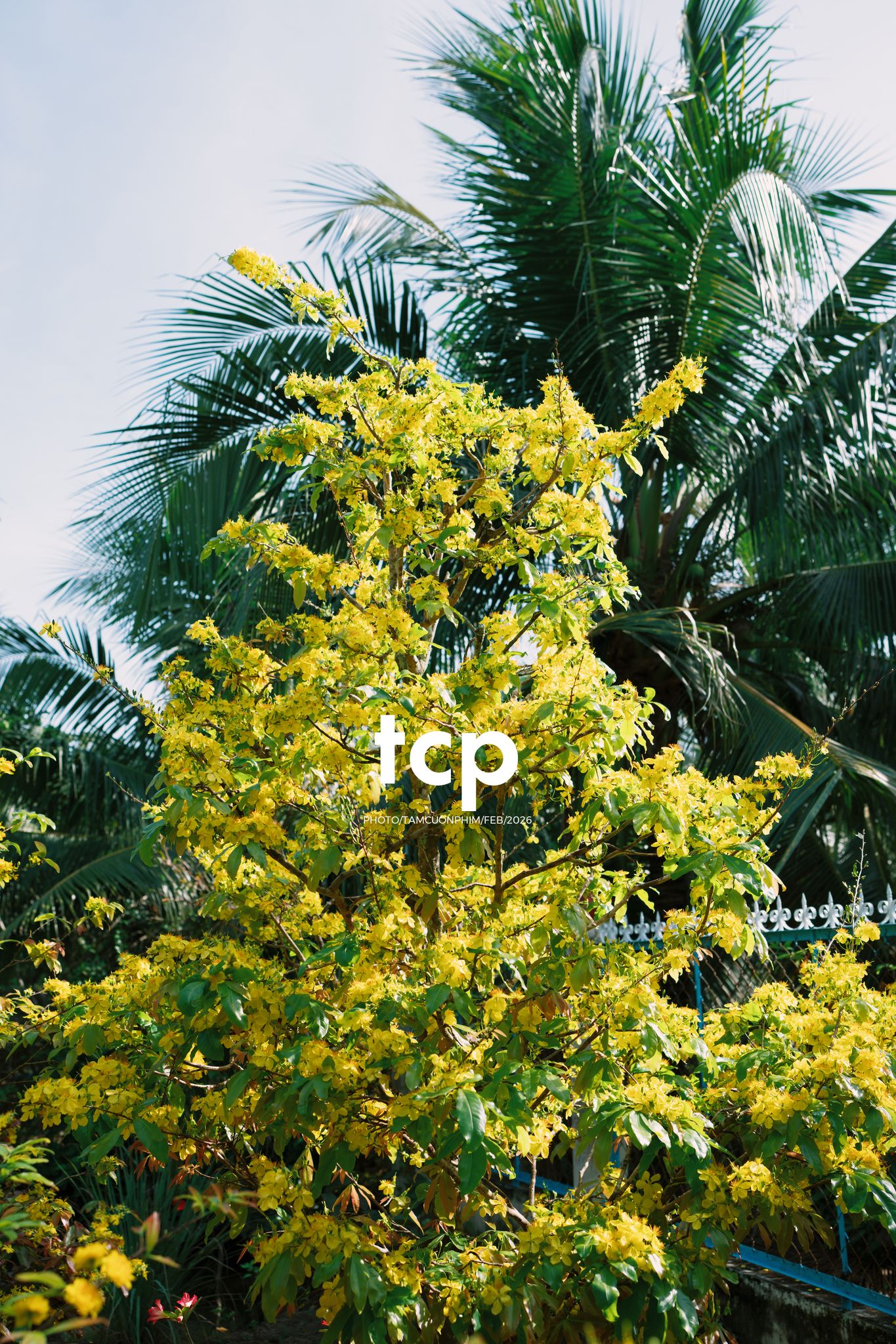 Tám Cuộn Phim - Sắc Vàng Trong Độ Phơi Sáng Miền Tây