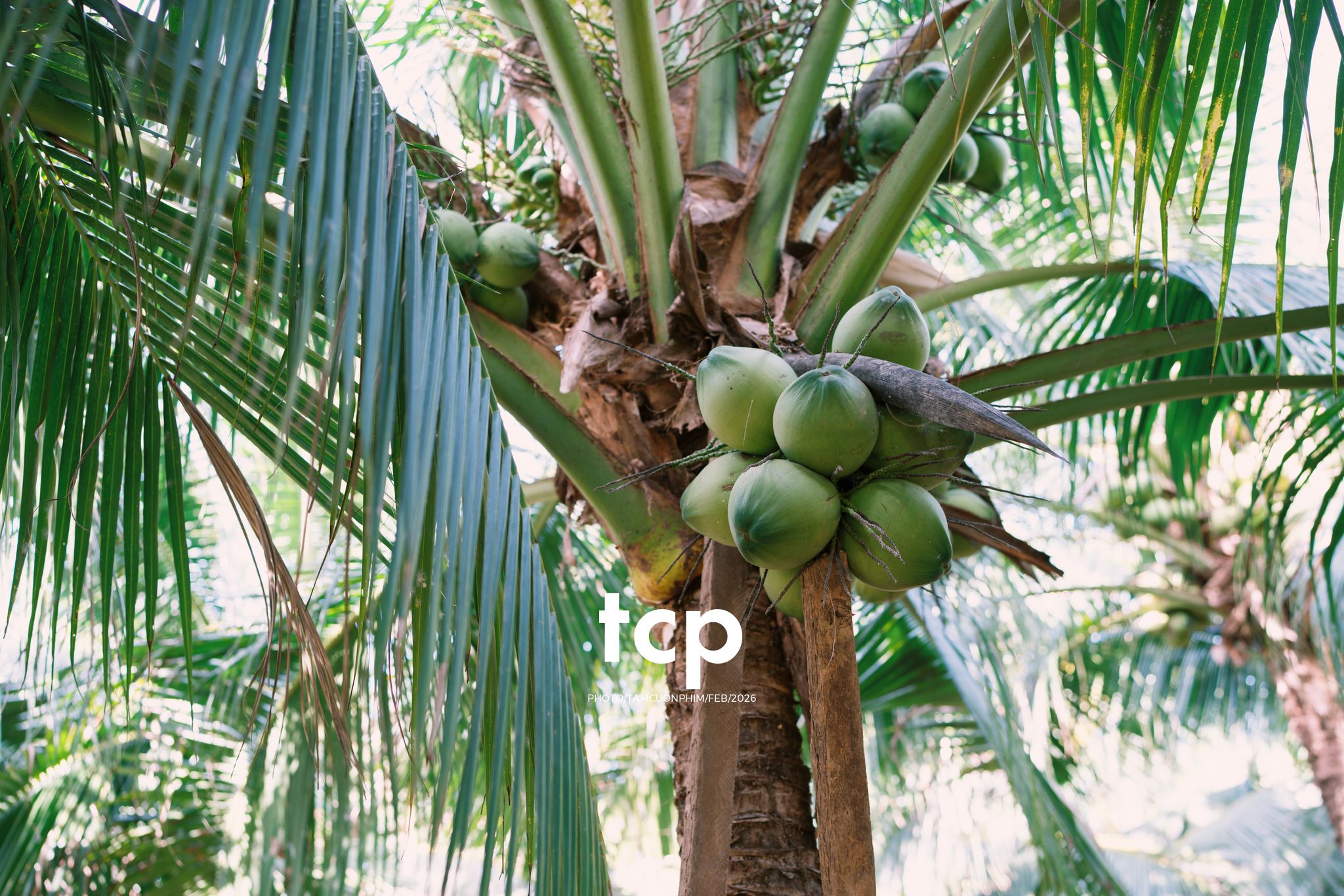 Tám Cuộn Phim - Sắc Vàng Trong Độ Phơi Sáng Miền Tây