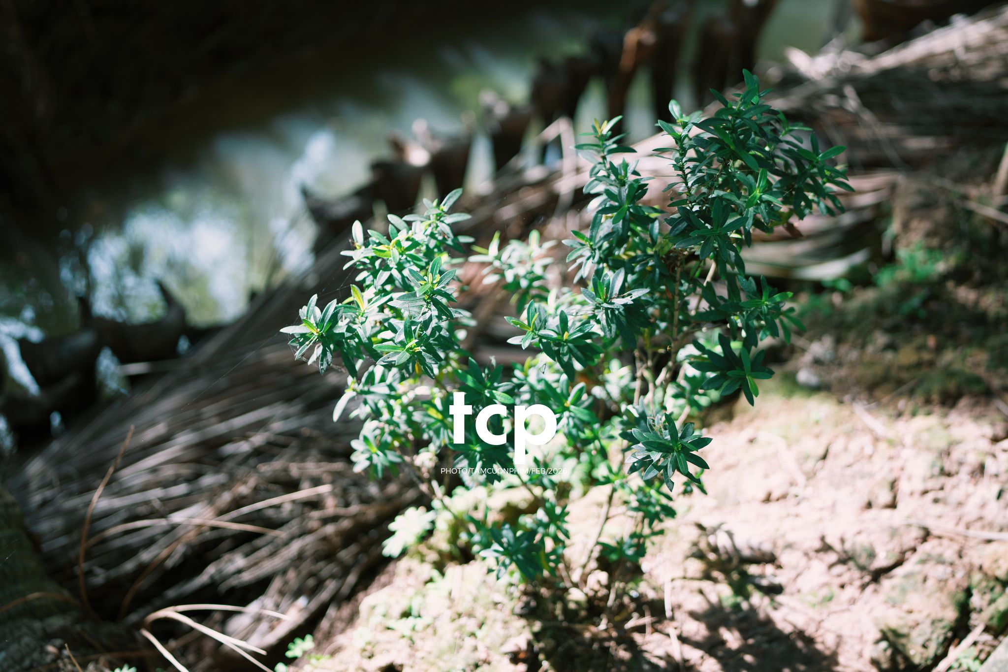 Tám Cuộn Phim - Sắc Vàng Trong Độ Phơi Sáng Miền Tây