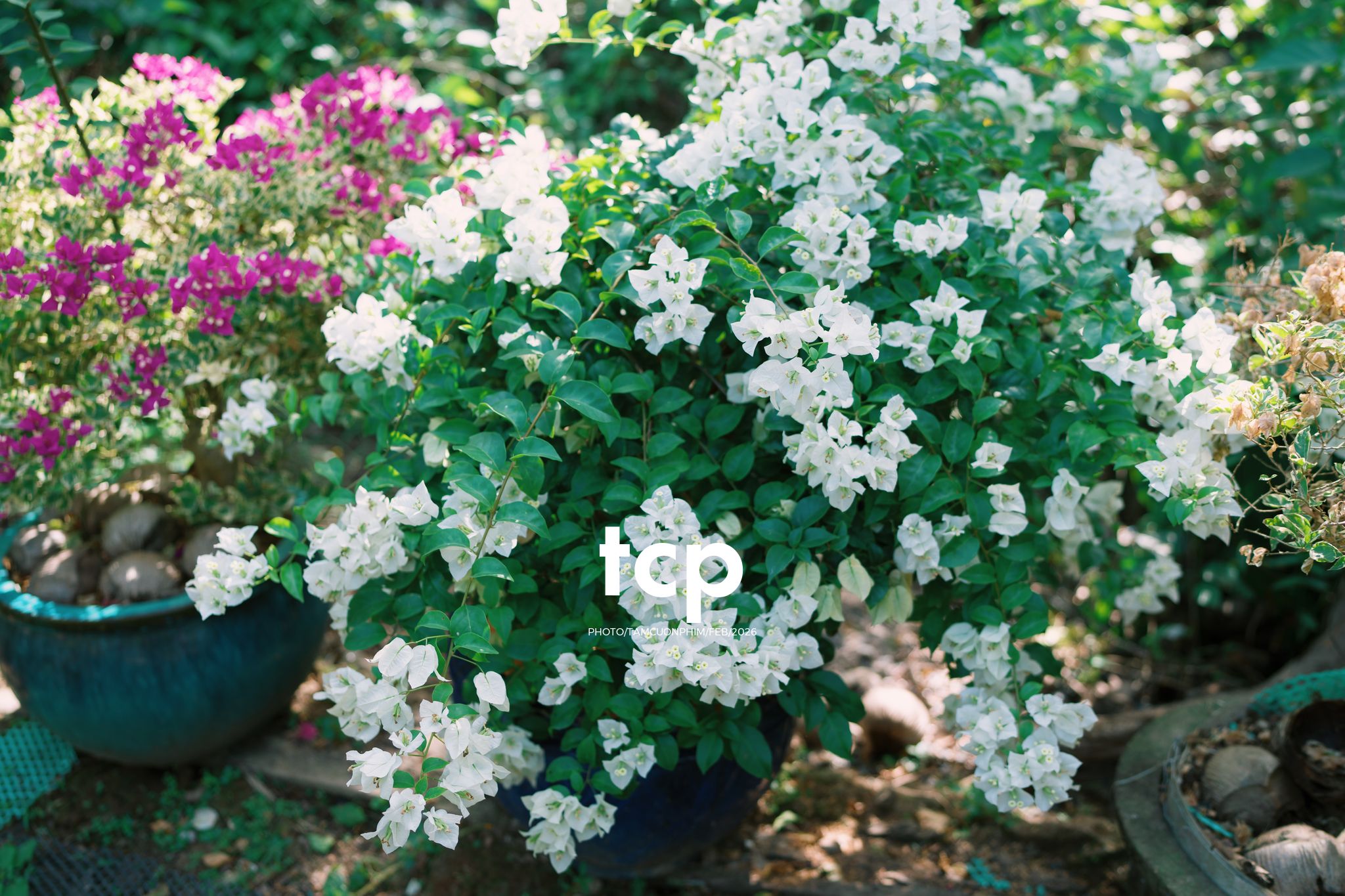 Tám Cuộn Phim - Sắc Vàng Trong Độ Phơi Sáng Miền Tây