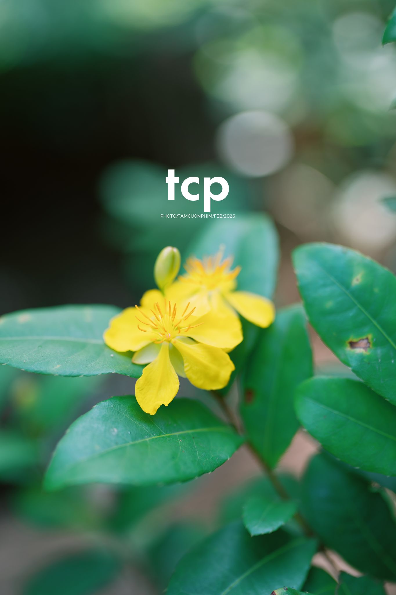 Tám Cuộn Phim - Sắc Vàng Trong Độ Phơi Sáng Miền Tây