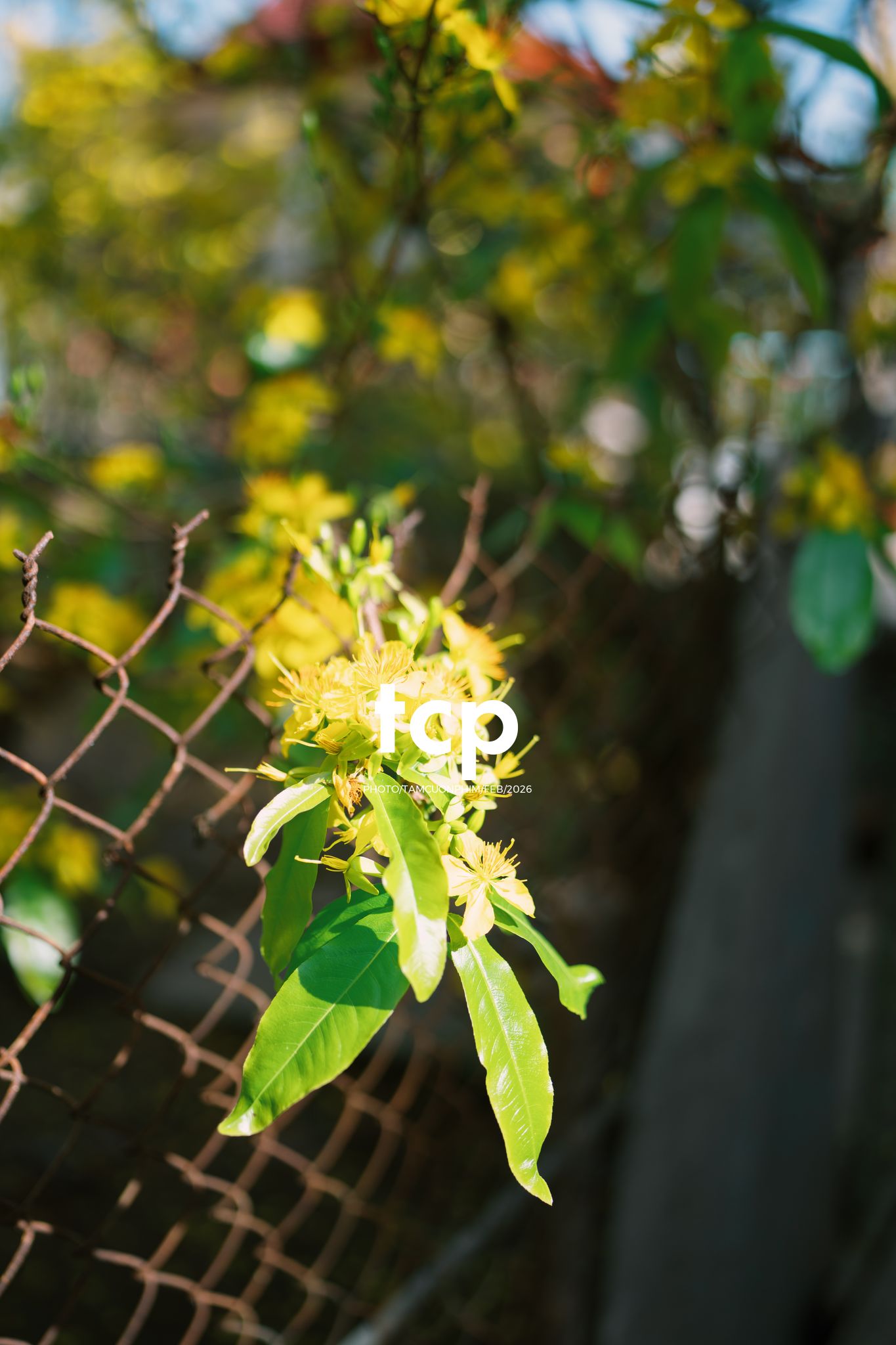 Tám Cuộn Phim - Sắc Vàng Trong Độ Phơi Sáng Miền Tây