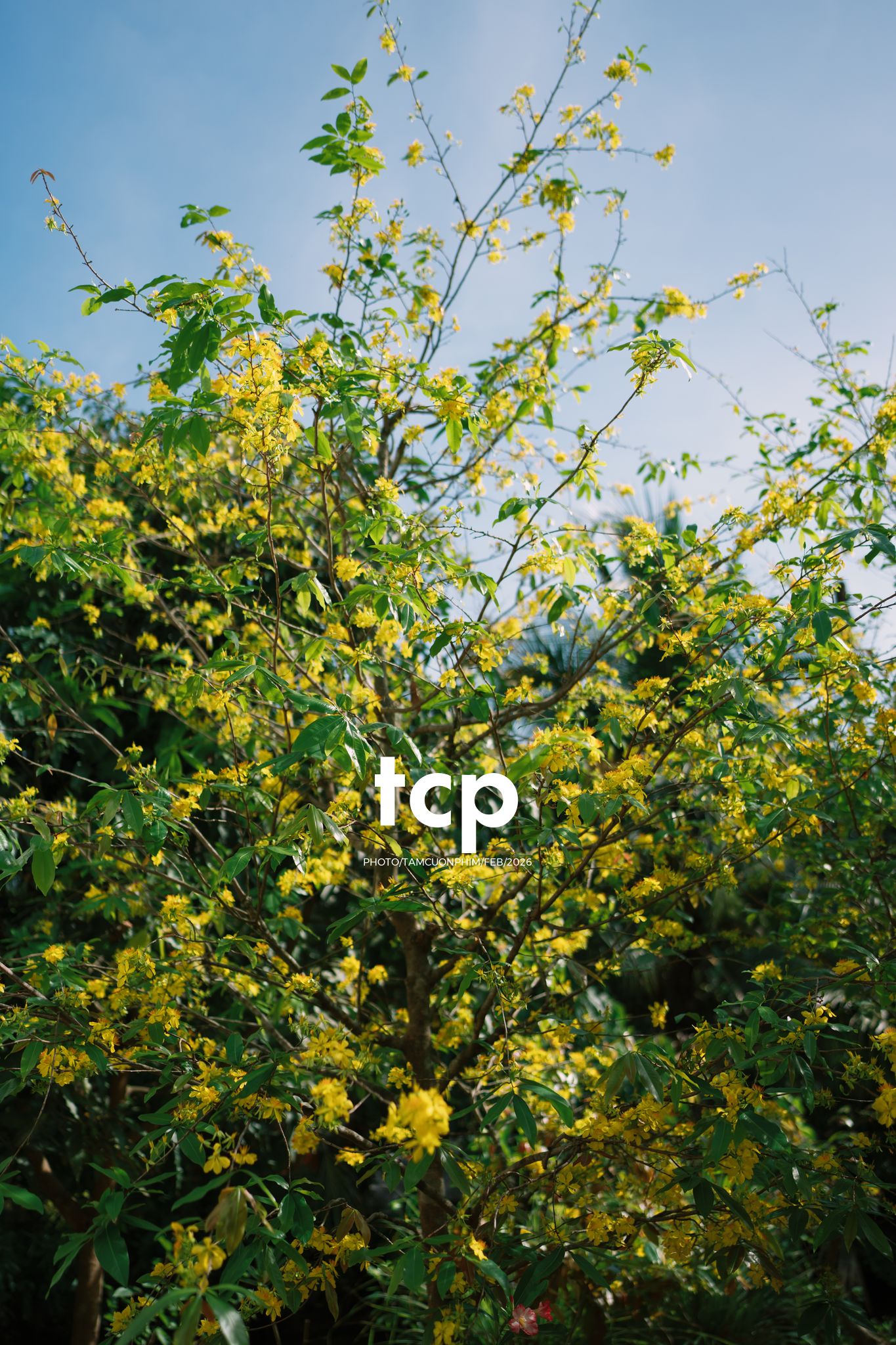 Tám Cuộn Phim - Sắc Vàng Trong Độ Phơi Sáng Miền Tây