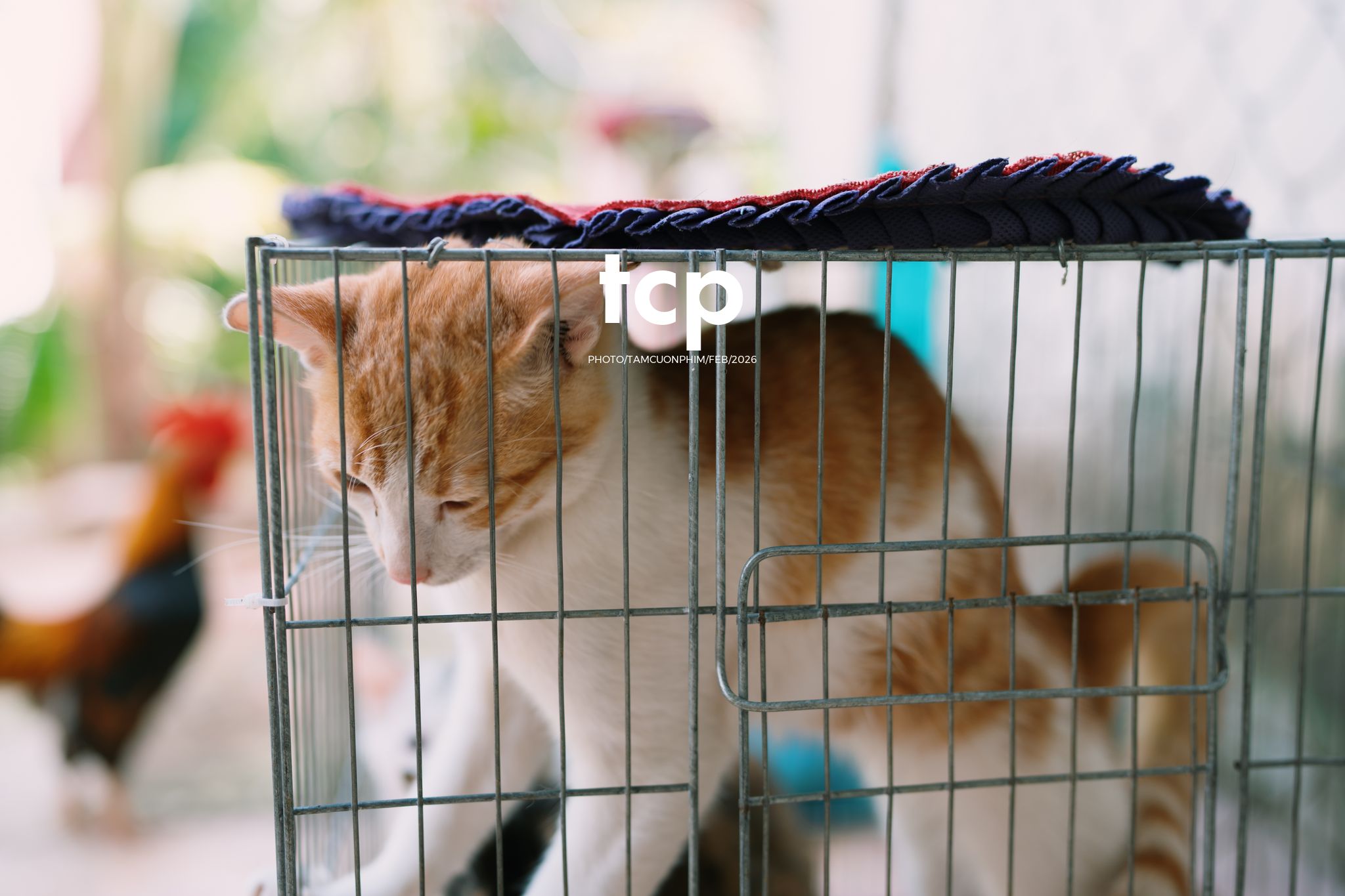 Tám Cuộn Phim - Sắc Vàng Trong Độ Phơi Sáng Miền Tây