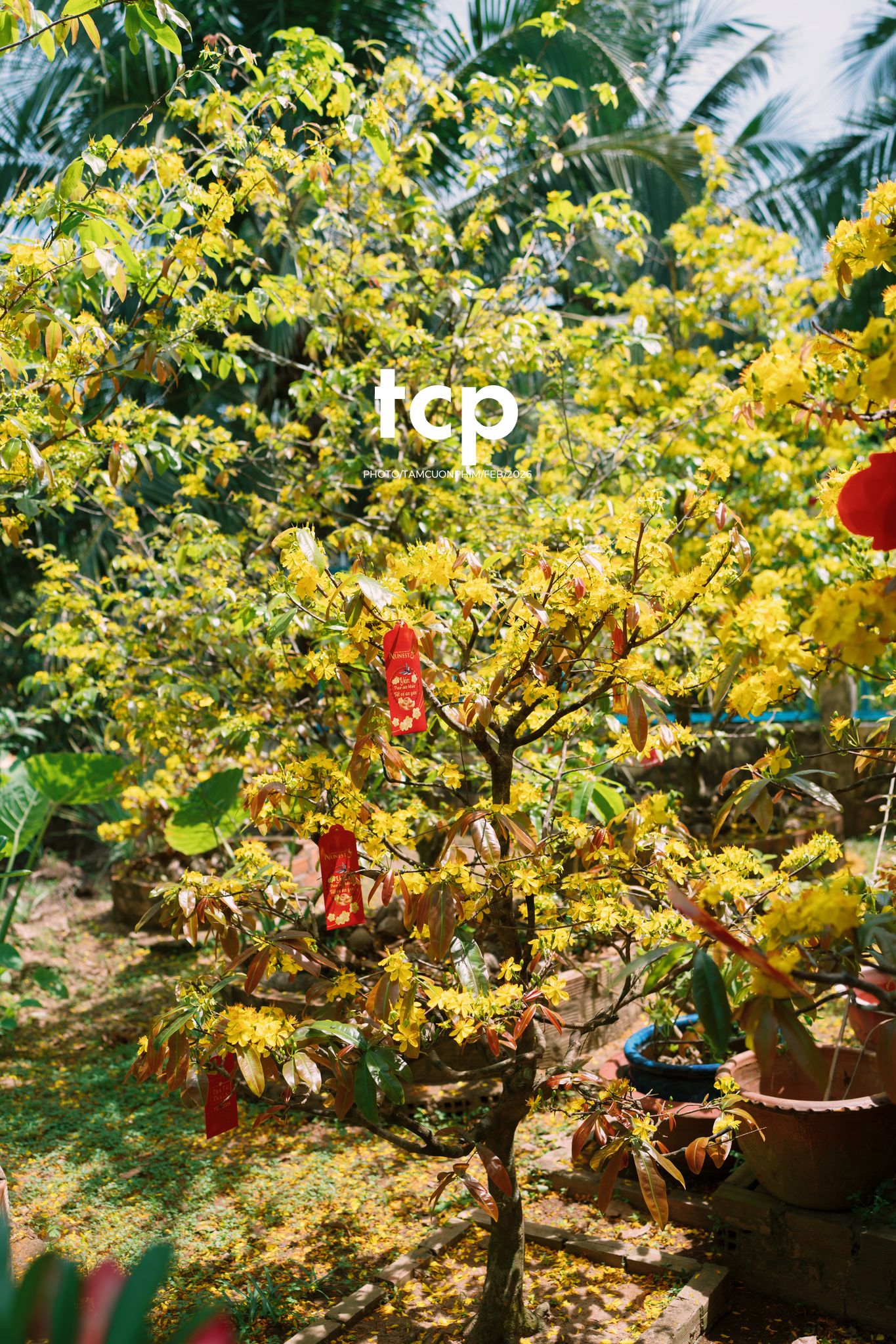 Tám Cuộn Phim - Sắc Vàng Trong Độ Phơi Sáng Miền Tây