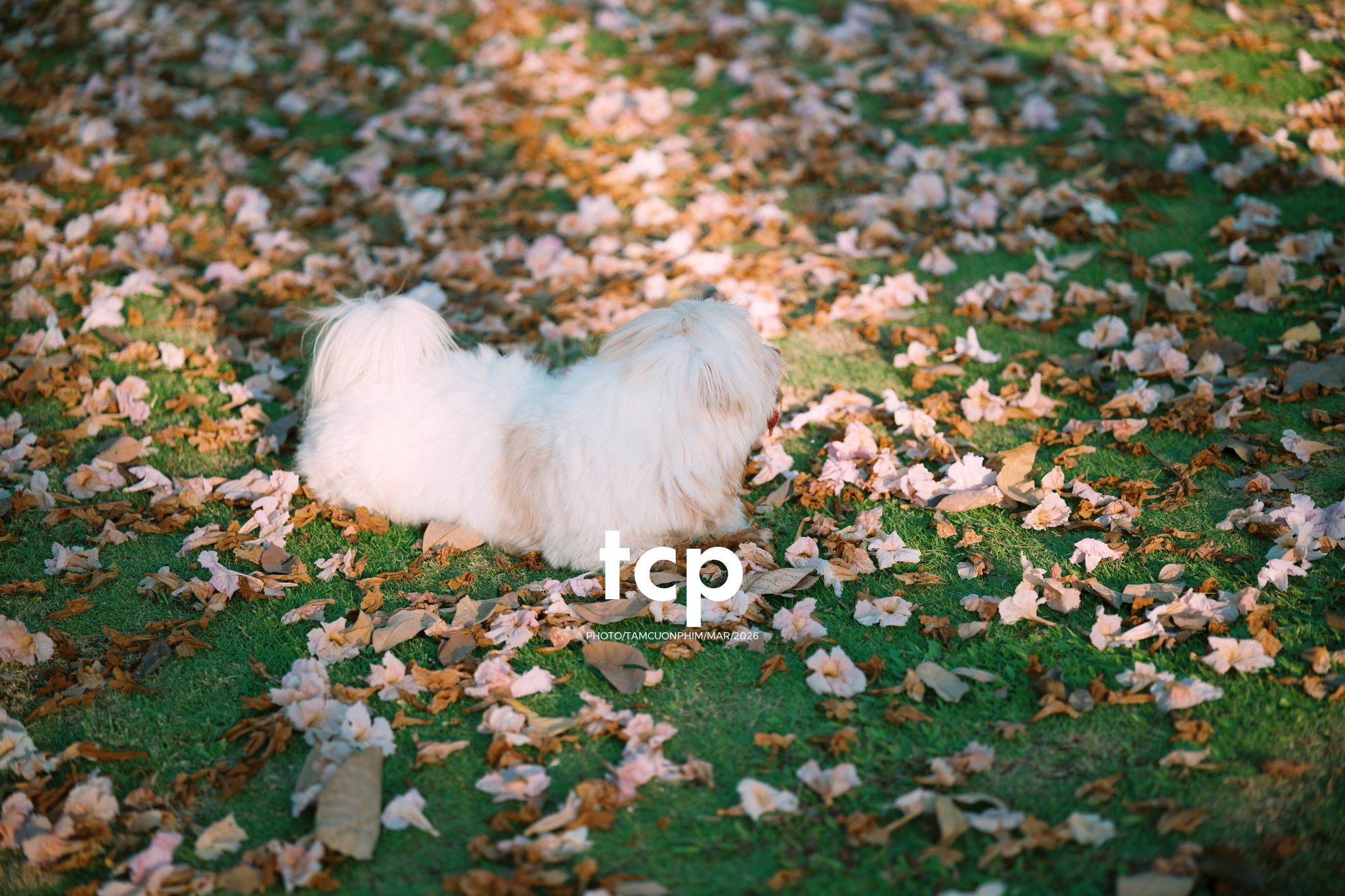 Tám Cuộn Phim - Nắng Thảm Hồng Trên Lối Về