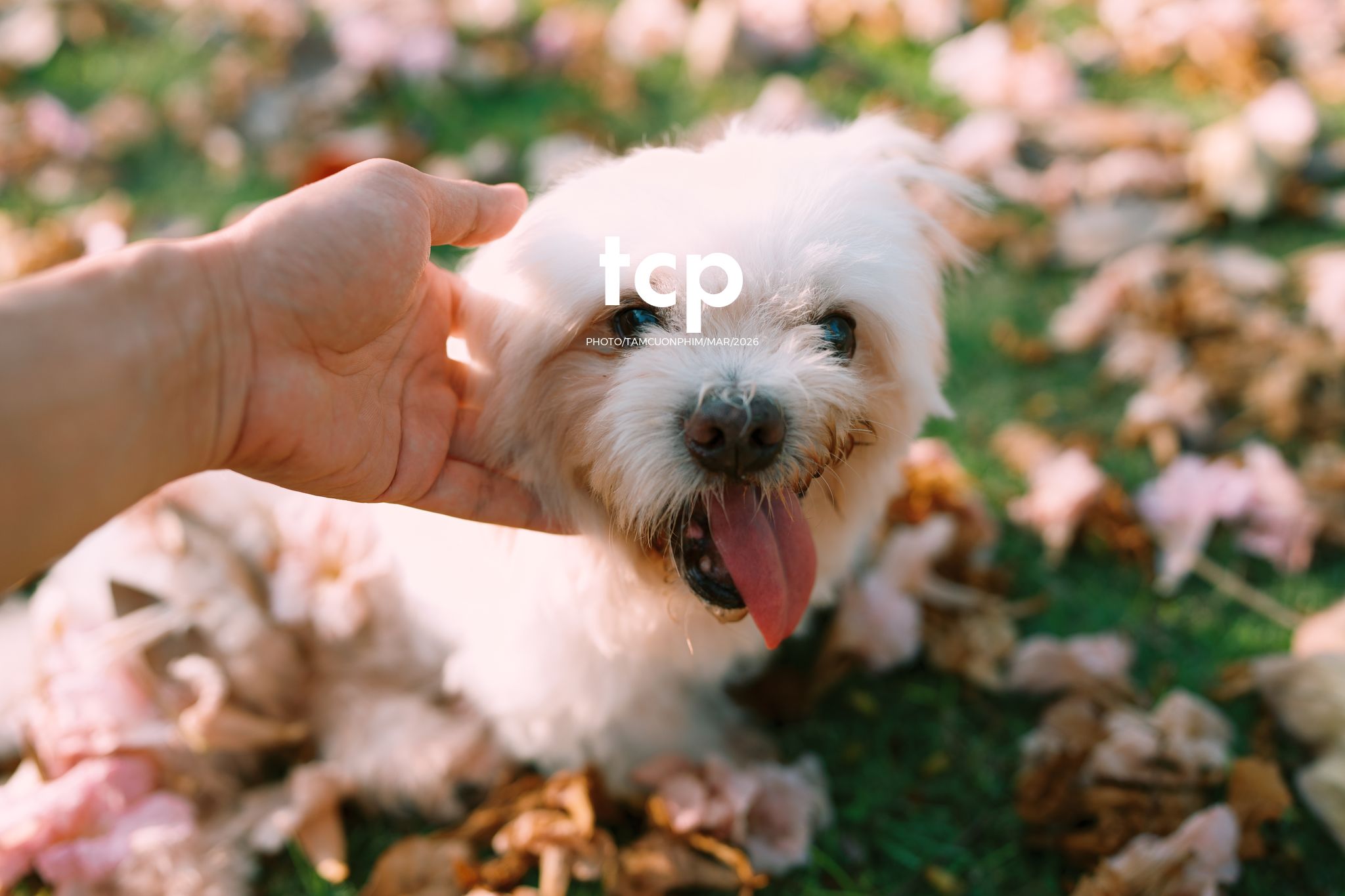 Tám Cuộn Phim - Nắng Thảm Hồng Trên Lối Về