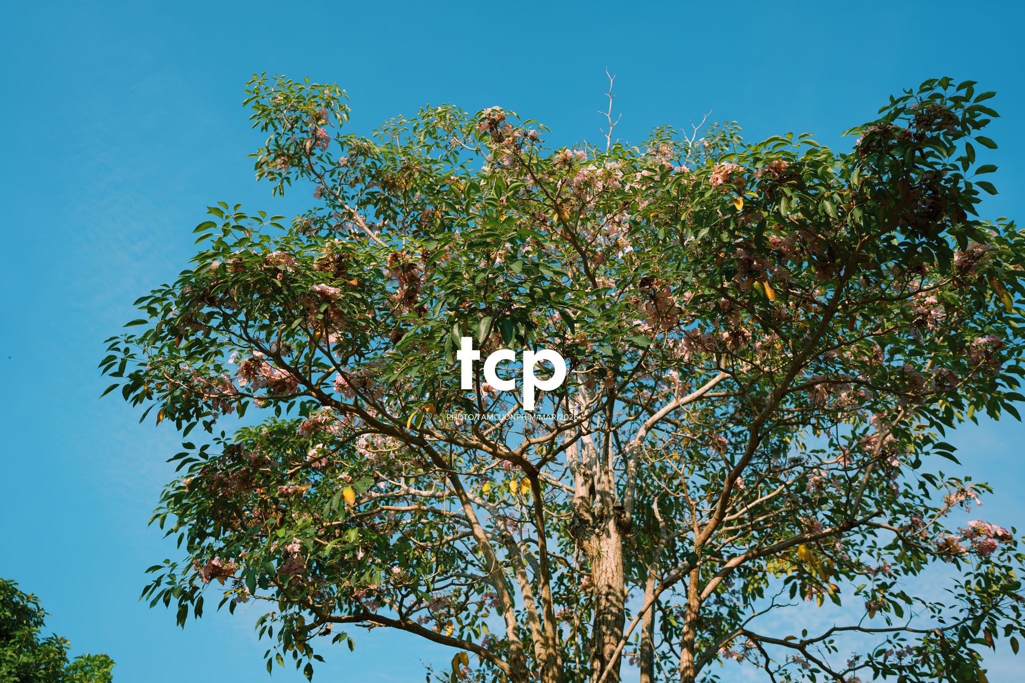 Tám Cuộn Phim - Nắng Thảm Hồng Trên Lối Về