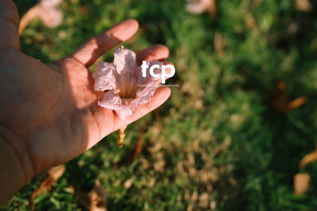 Tám Cuộn Phim - Nắng Thảm Hồng Trên Lối Về