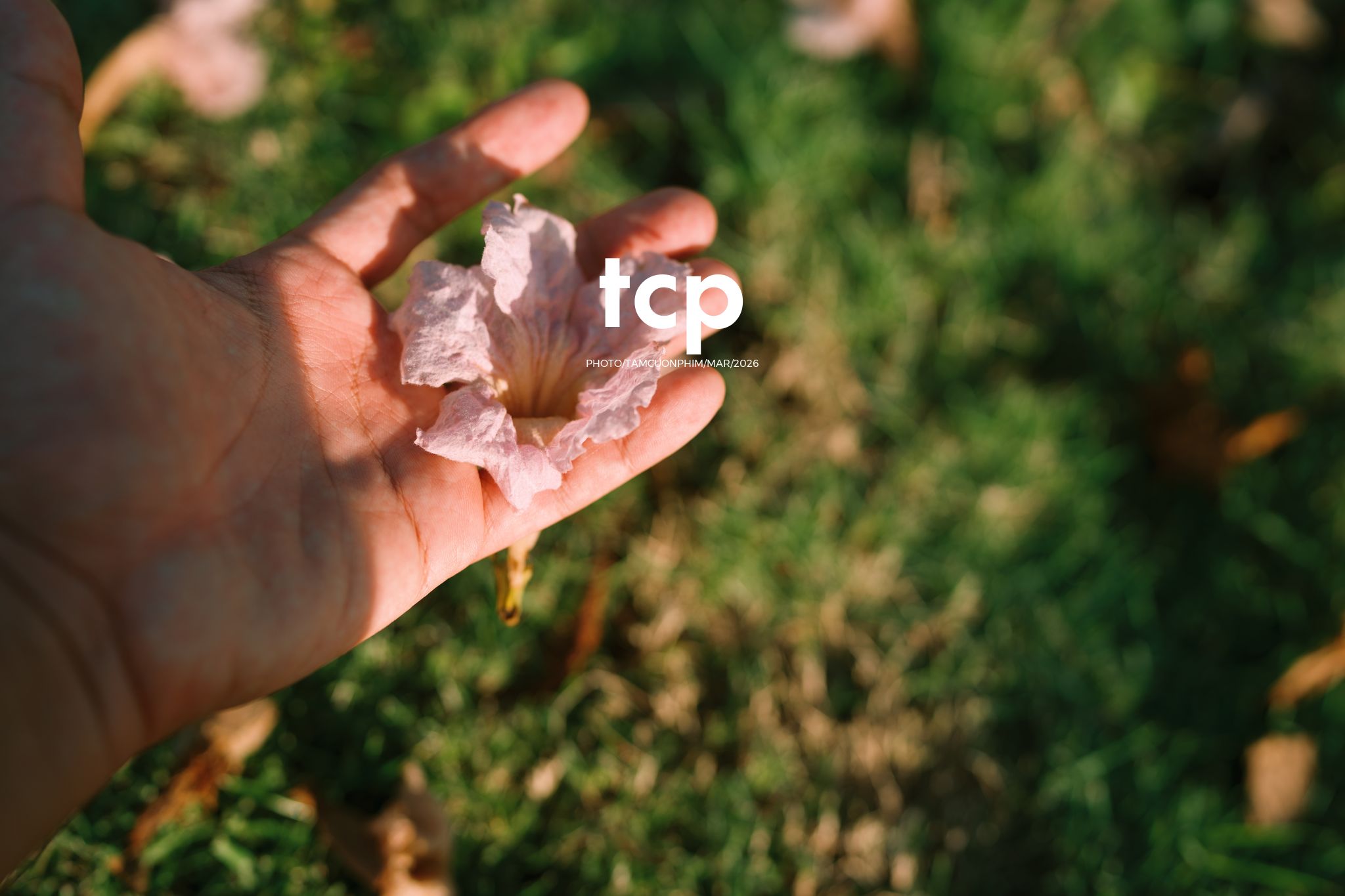 Tám Cuộn Phim - Nắng Thảm Hồng Trên Lối Về