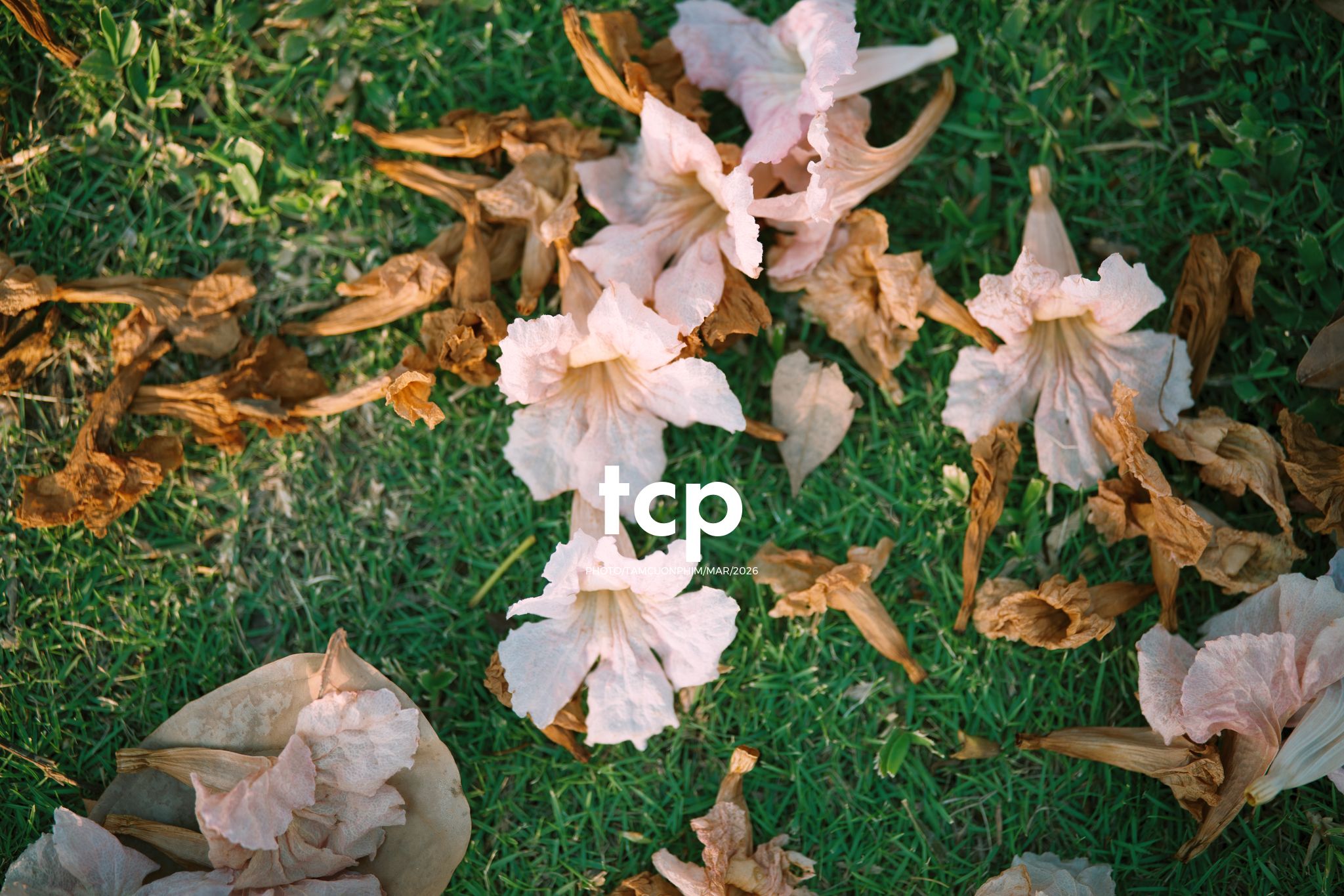 Tám Cuộn Phim - Nắng Thảm Hồng Trên Lối Về