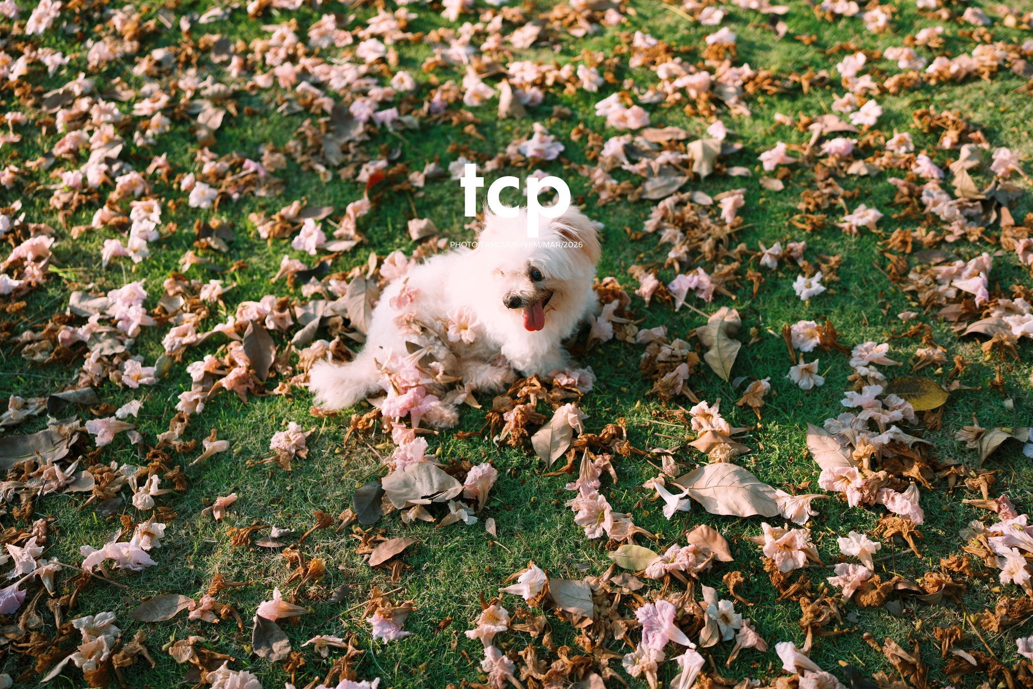 Tám Cuộn Phim - Nắng Thảm Hồng Trên Lối Về