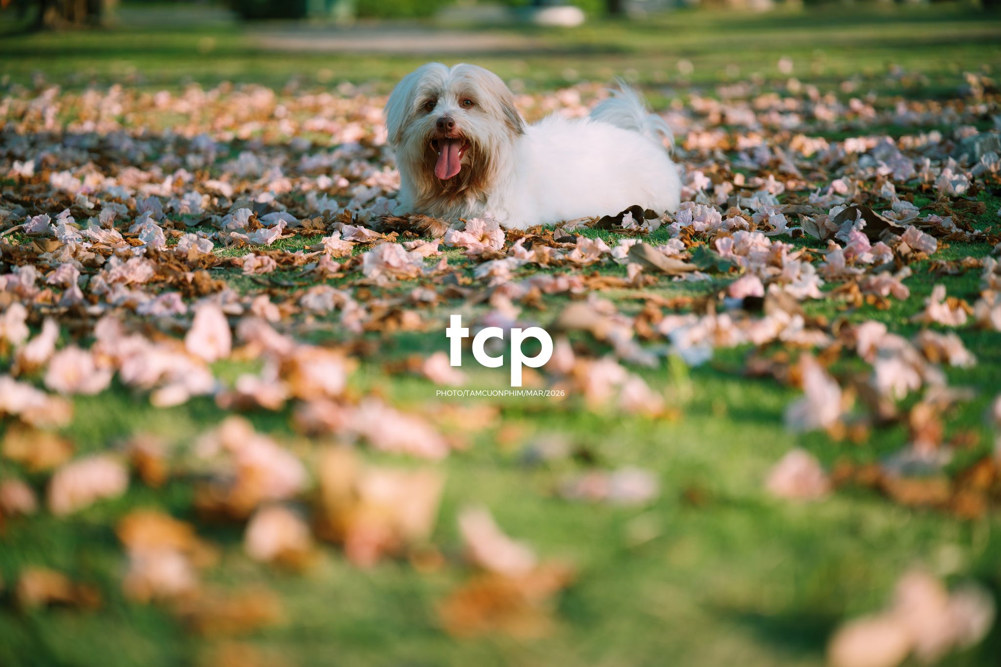 Tám Cuộn Phim - Nắng Thảm Hồng Trên Lối Về