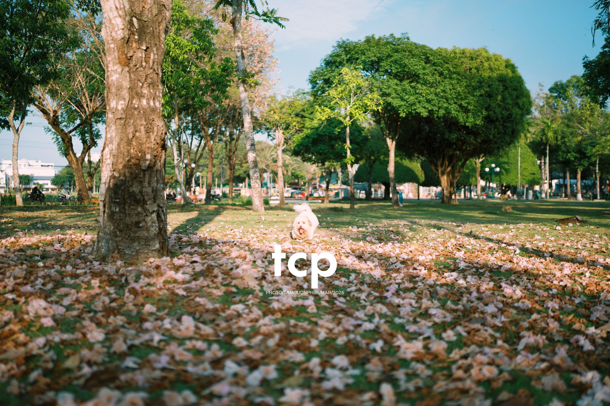 Tám Cuộn Phim - Nắng Thảm Hồng Trên Lối Về