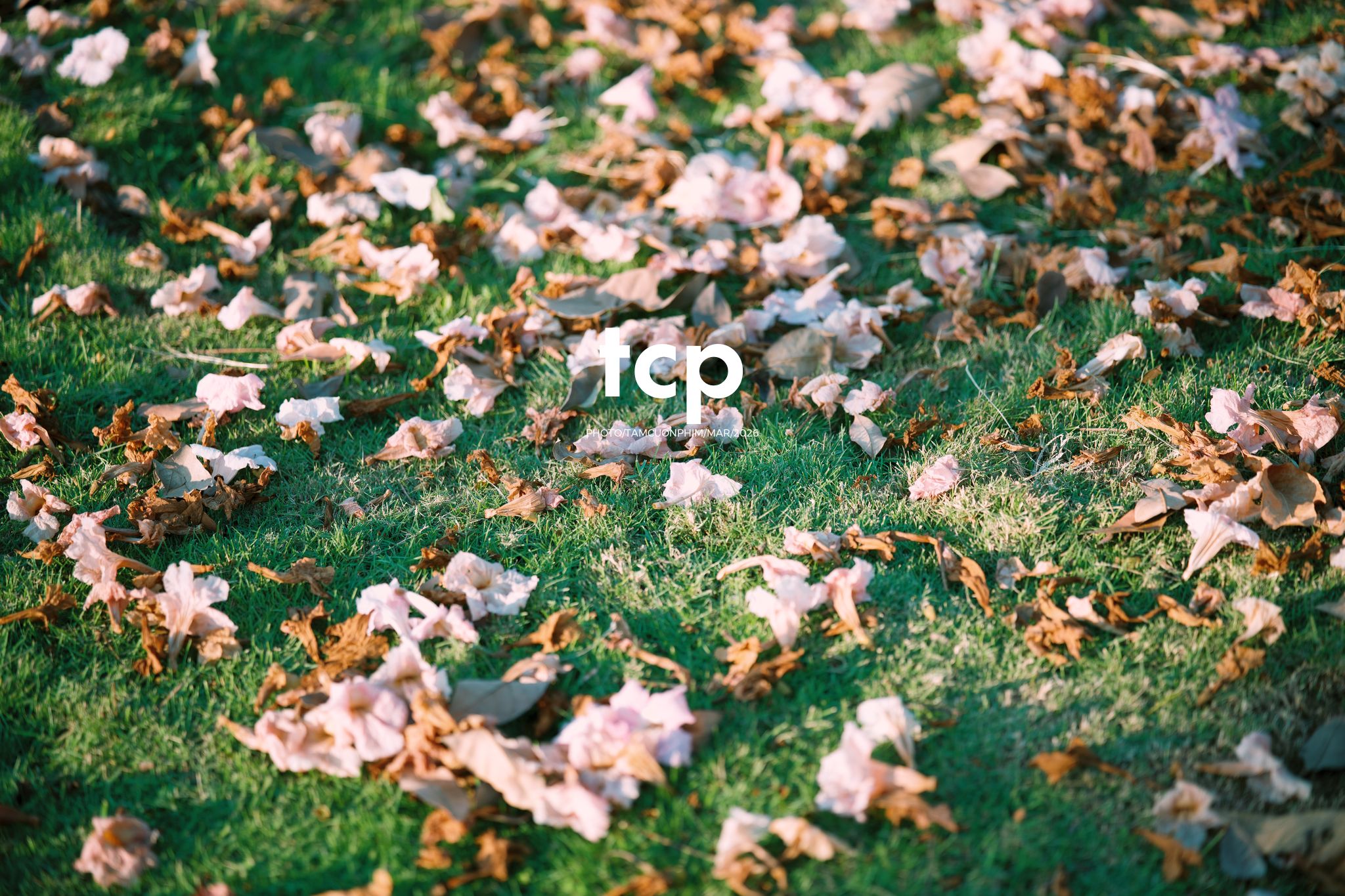 Tám Cuộn Phim - Nắng Thảm Hồng Trên Lối Về