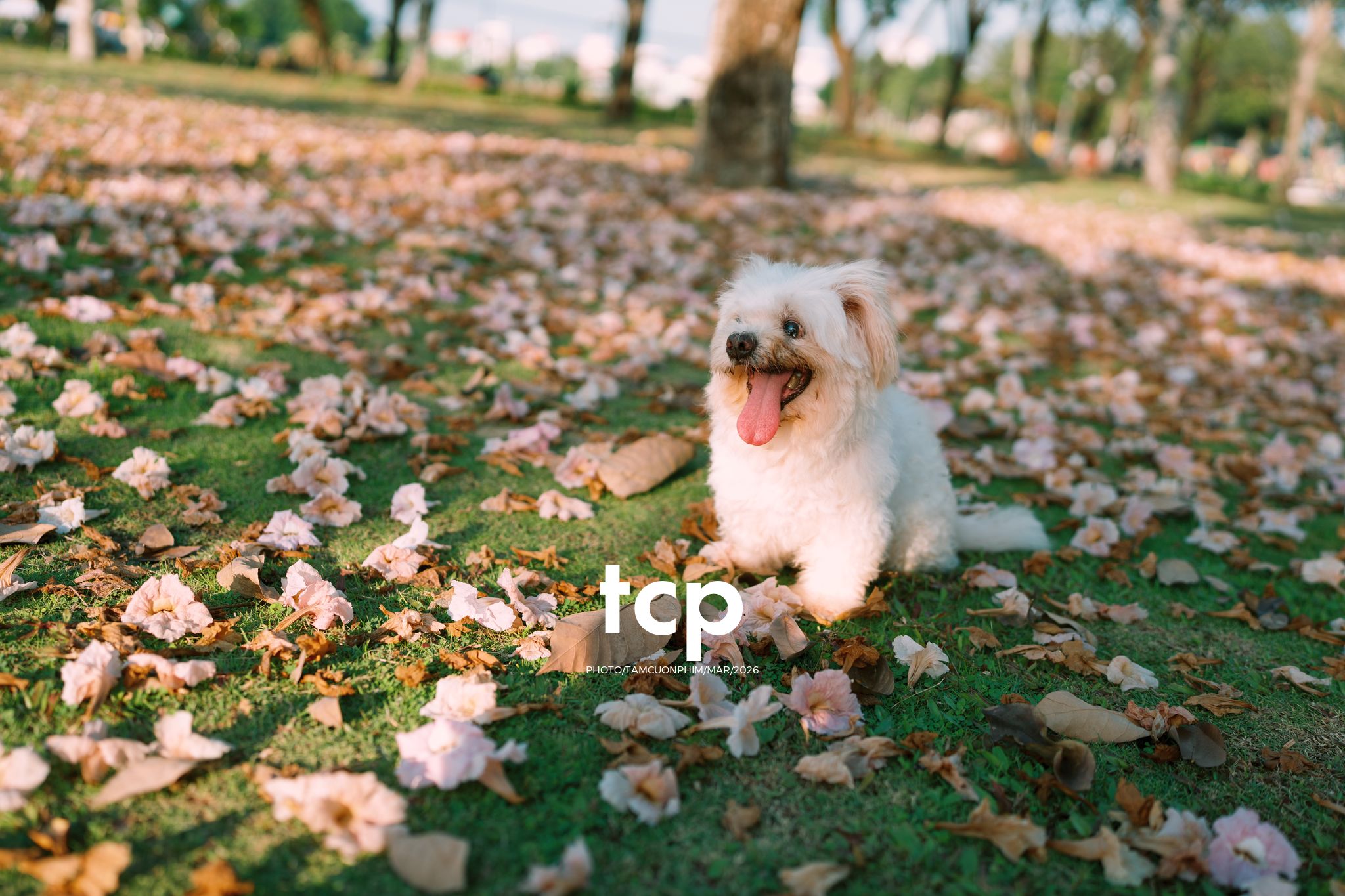 Tám Cuộn Phim - Nắng Thảm Hồng Trên Lối Về