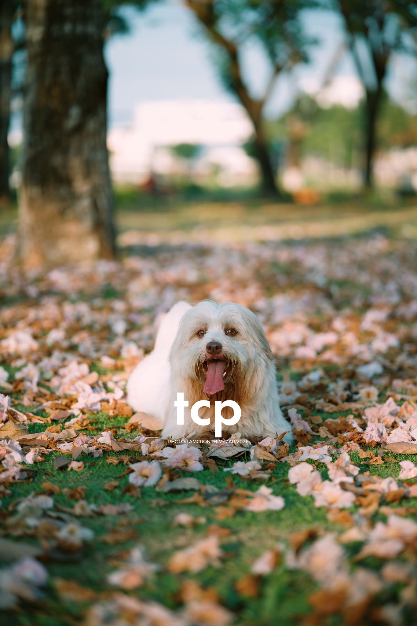 Tám Cuộn Phim - Nắng Thảm Hồng Trên Lối Về