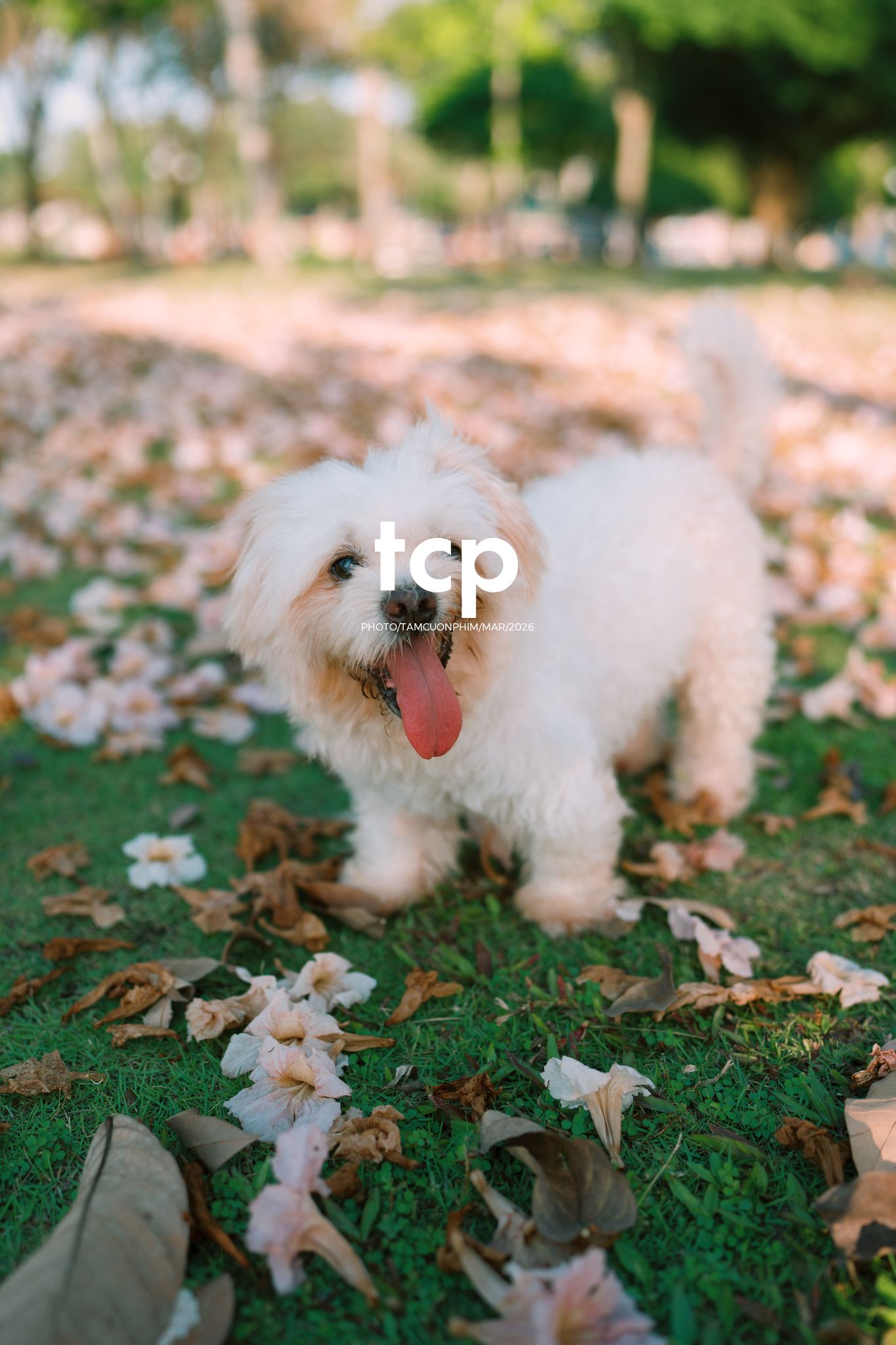 Tám Cuộn Phim - Nắng Thảm Hồng Trên Lối Về