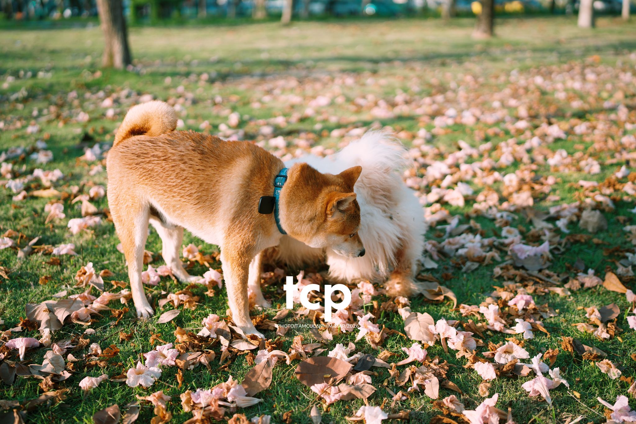 Tám Cuộn Phim - Nắng Thảm Hồng Trên Lối Về