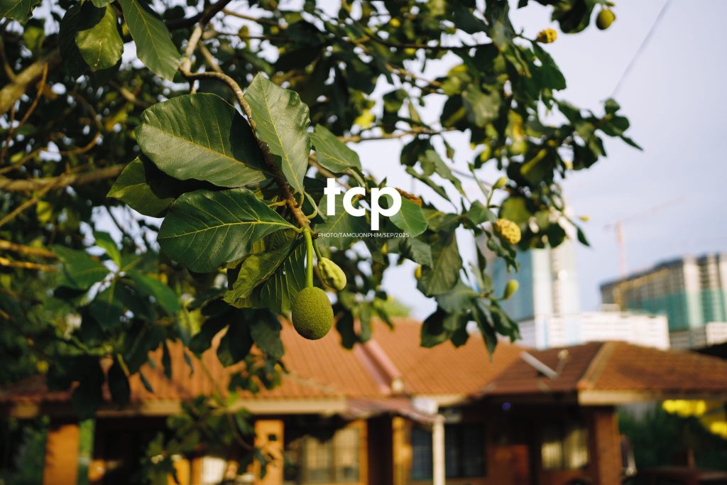 Tám Cuộn Phim - Chill hết nấc với chuyến đi dạo đầy nắng vàng