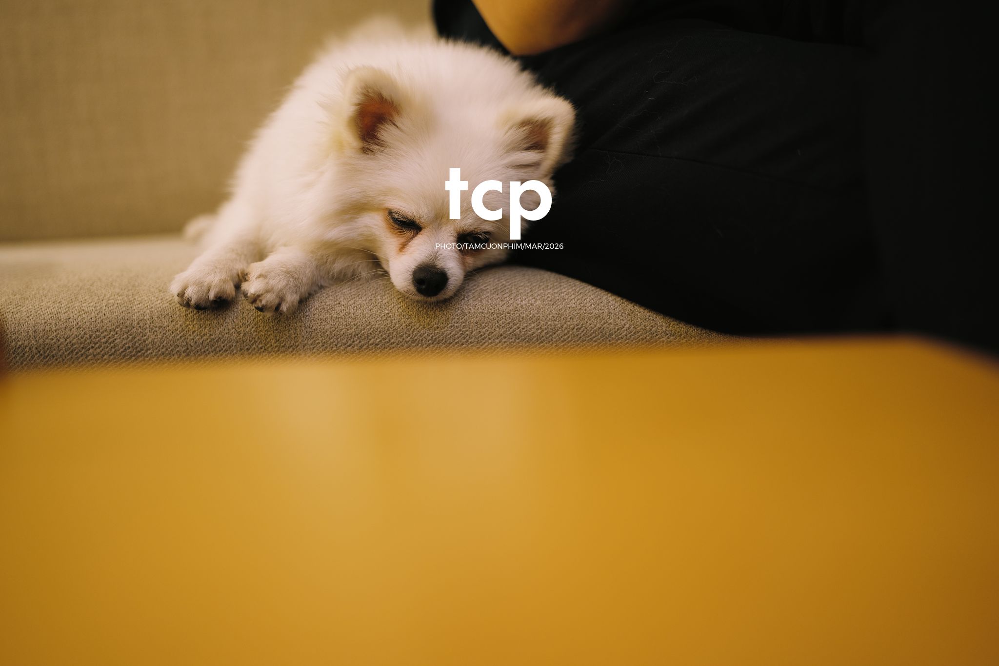 Tám Cuộn Phim - Những khoảnh khắc kết nối đầy yêu thương