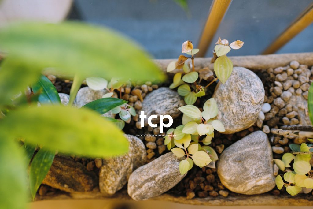 Tám Cuộn Phim - Những khoảnh khắc kết nối đầy yêu thương