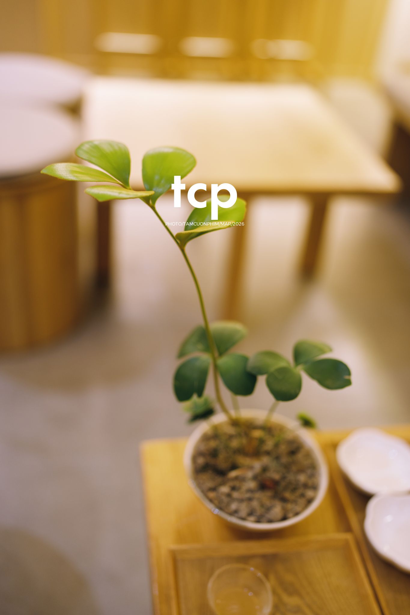 Tám Cuộn Phim - Những khoảnh khắc kết nối đầy yêu thương