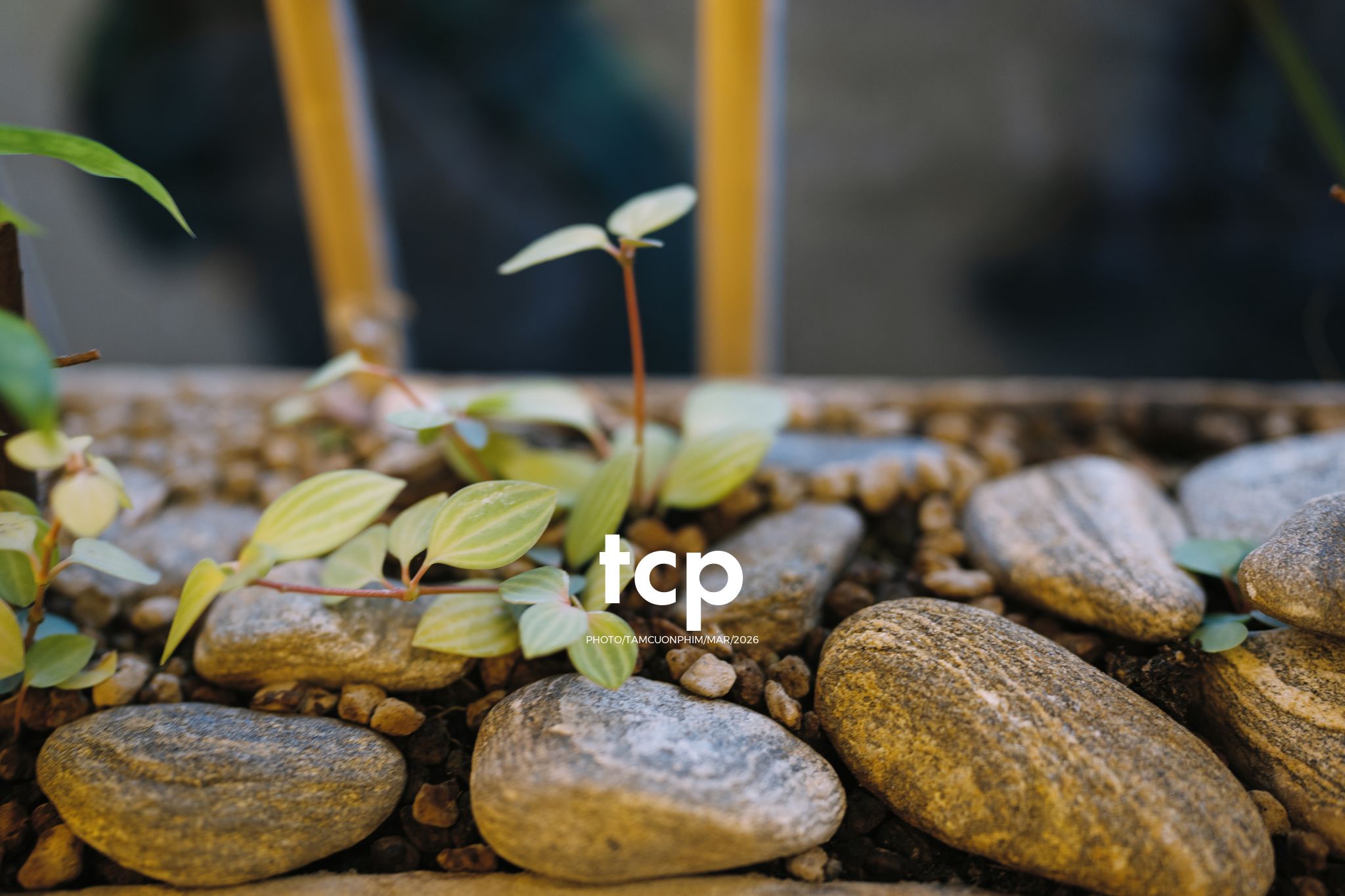 Tám Cuộn Phim - Những khoảnh khắc kết nối đầy yêu thương