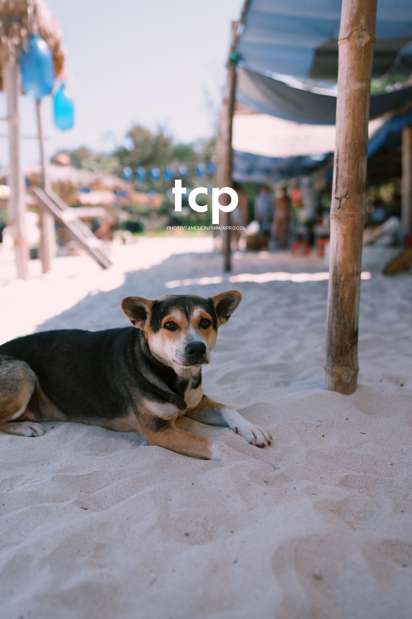 Tám Cuộn Phim - Chỉ còn năm phút nữa để kịp chuyến tàu cuối ra bãi đá đen