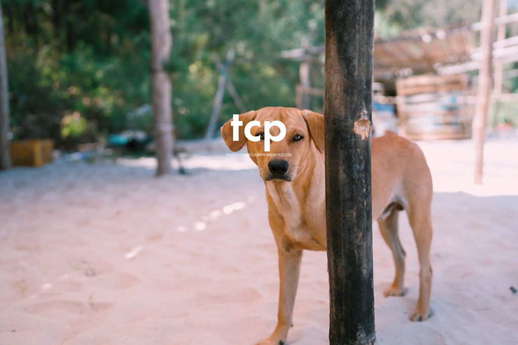 Tám Cuộn Phim - Chỉ còn năm phút nữa để kịp chuyến tàu cuối ra bãi đá đen