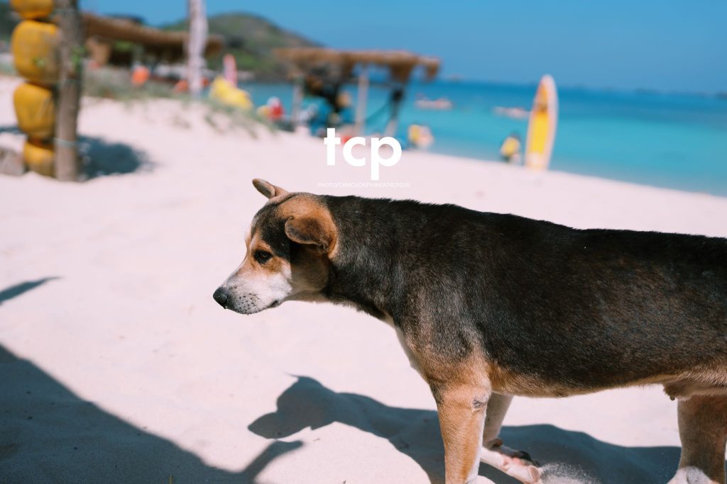 Tám Cuộn Phim - Chỉ còn năm phút nữa để kịp chuyến tàu cuối ra bãi đá đen