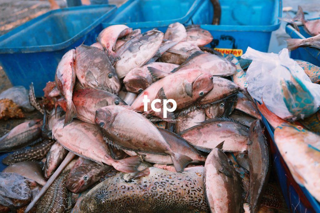 Tám Cuộn Phim - "Cân nhanh kẻo nắng lên, mẻ mực này tươi rói!"