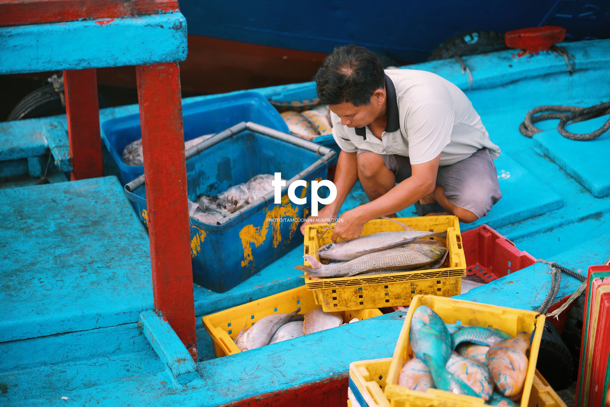 Tám Cuộn Phim - "Cân nhanh kẻo nắng lên, mẻ mực này tươi rói!"