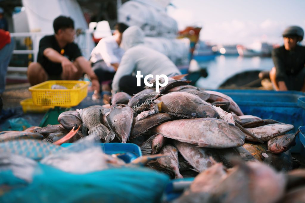 Tám Cuộn Phim - "Cân nhanh kẻo nắng lên, mẻ mực này tươi rói!"