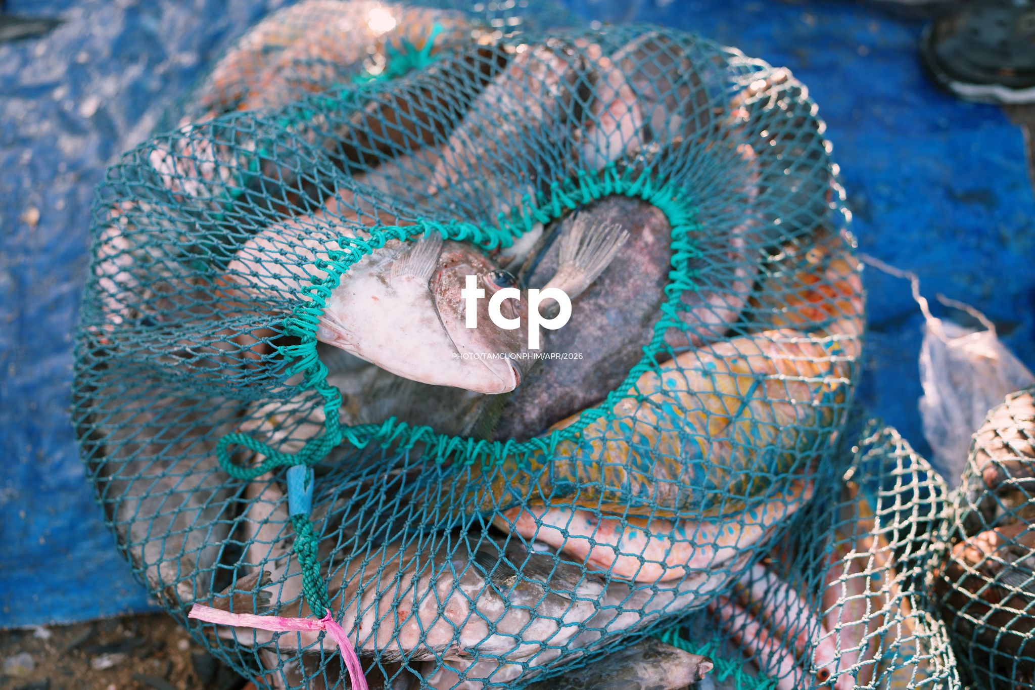 Tám Cuộn Phim - "Cân nhanh kẻo nắng lên, mẻ mực này tươi rói!"