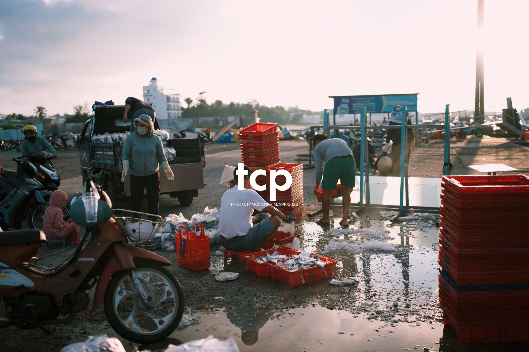 Tám Cuộn Phim - "Cân nhanh kẻo nắng lên, mẻ mực này tươi rói!"