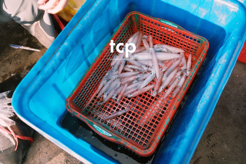 Tám Cuộn Phim - "Cân nhanh kẻo nắng lên, mẻ mực này tươi rói!"
