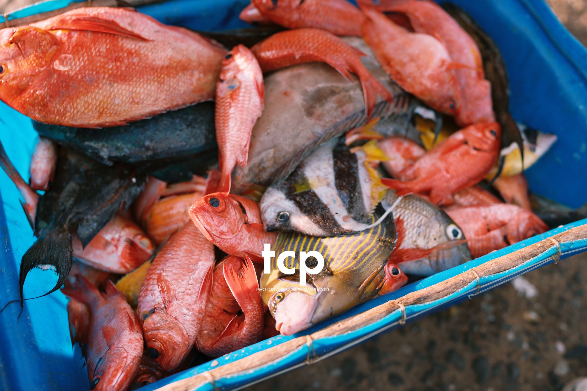 Tám Cuộn Phim - "Cân nhanh kẻo nắng lên, mẻ mực này tươi rói!"