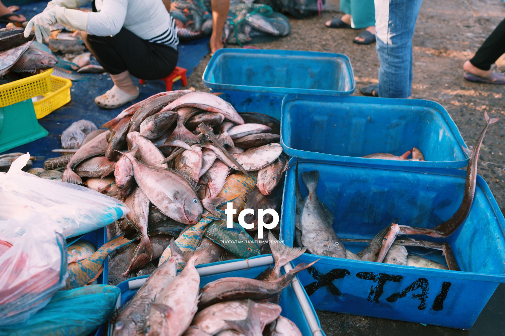 Tám Cuộn Phim - "Cân nhanh kẻo nắng lên, mẻ mực này tươi rói!"