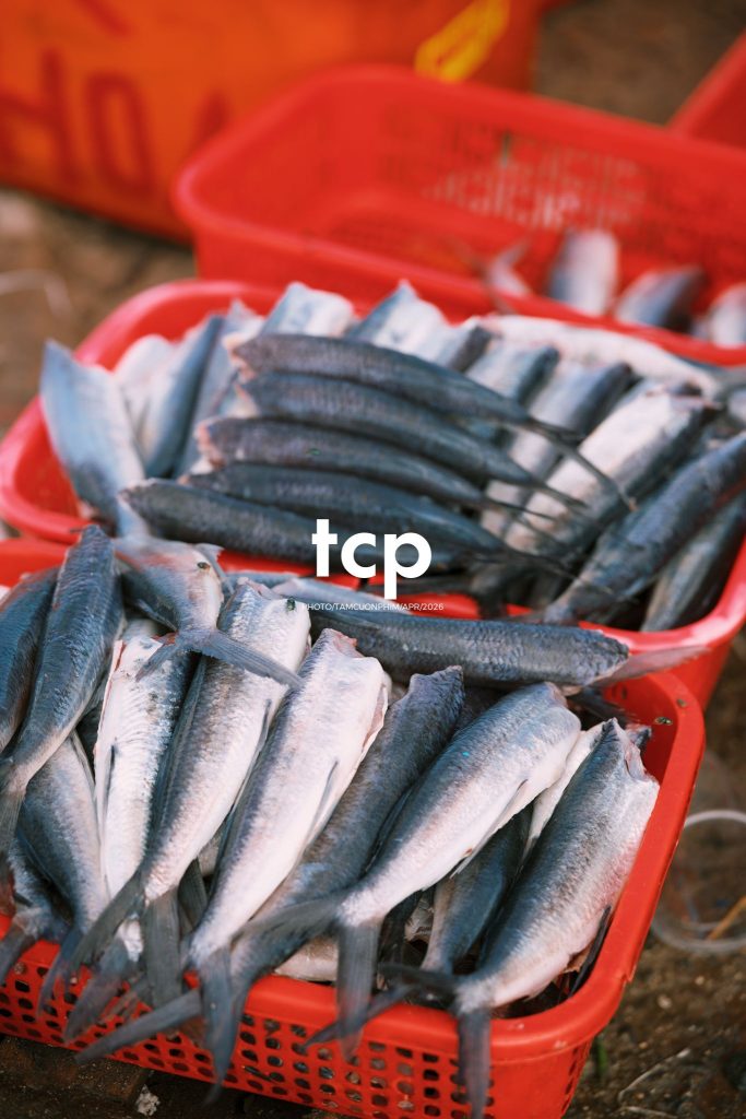 Tám Cuộn Phim - "Cân nhanh kẻo nắng lên, mẻ mực này tươi rói!"