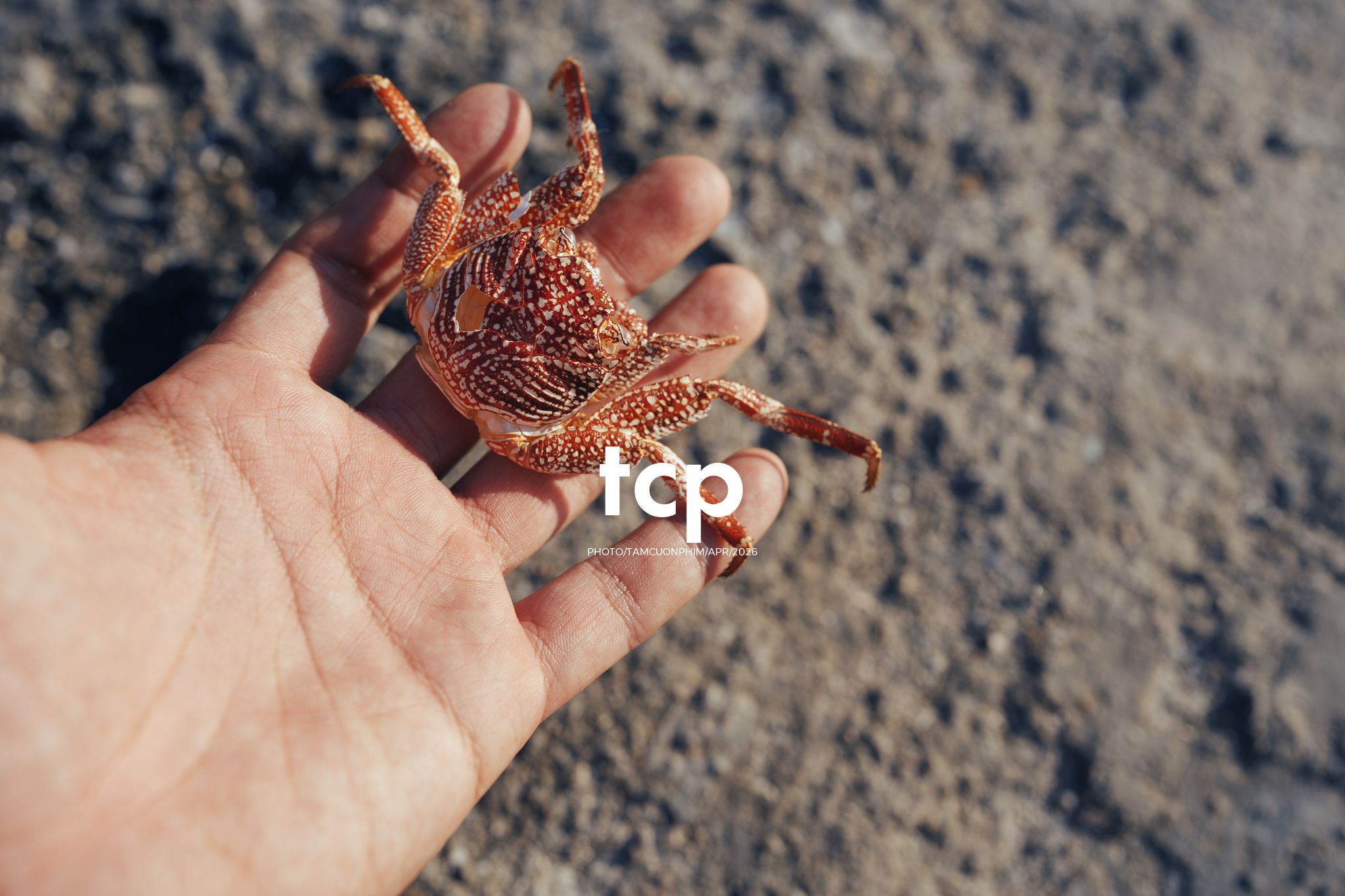 Tám Cuộn Phim - Nụ cười trong veo giữa sóng nước đại dương
