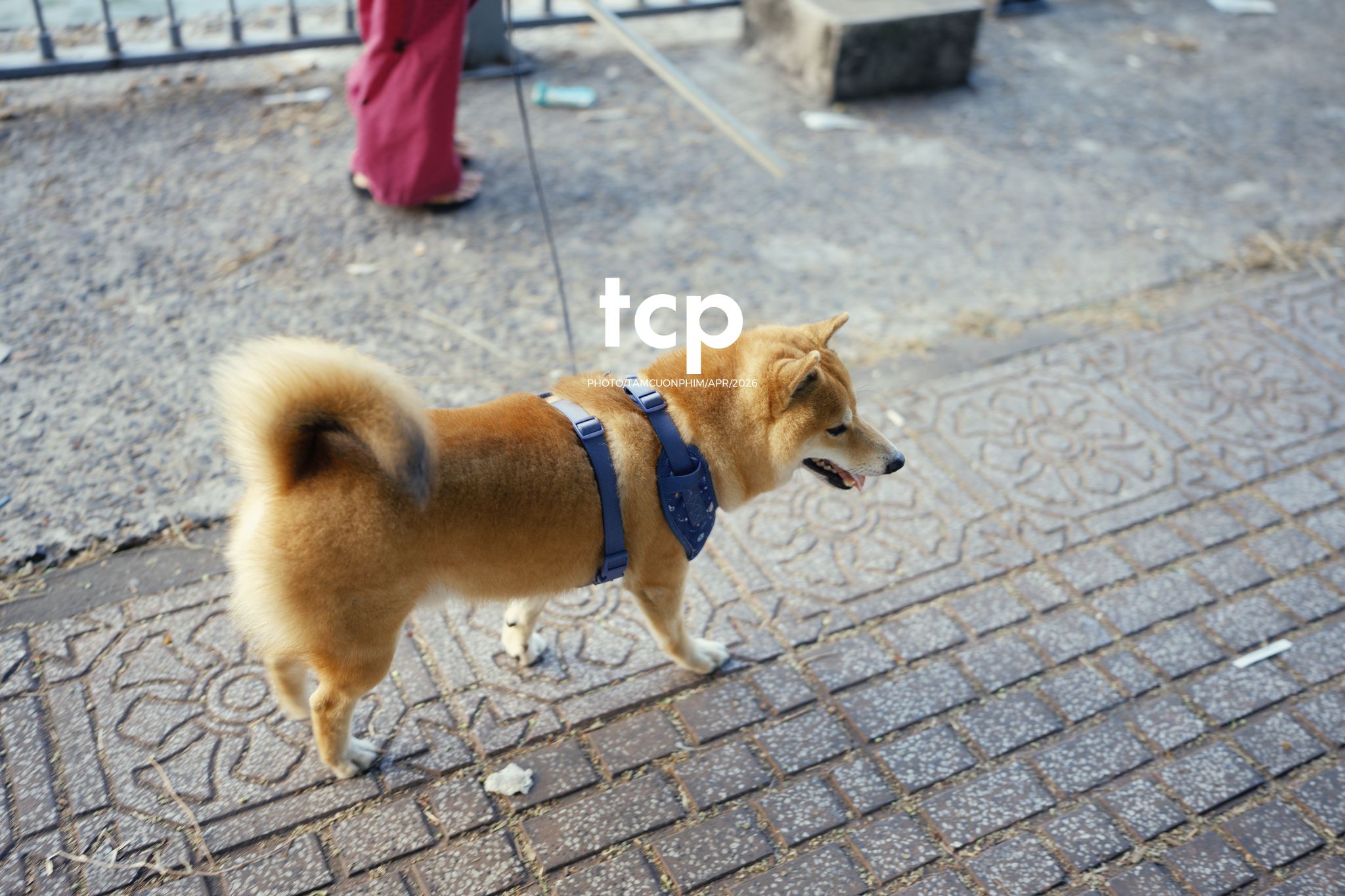 Tám Cuộn Phim - Một ngày dạo phố đầy những mảnh ghép chữa lành
