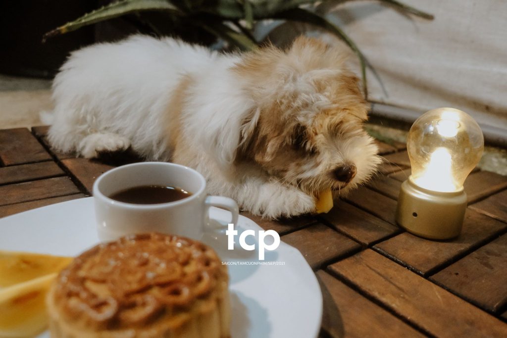 Tám Cuộn Phim - Chỏm lông nâu