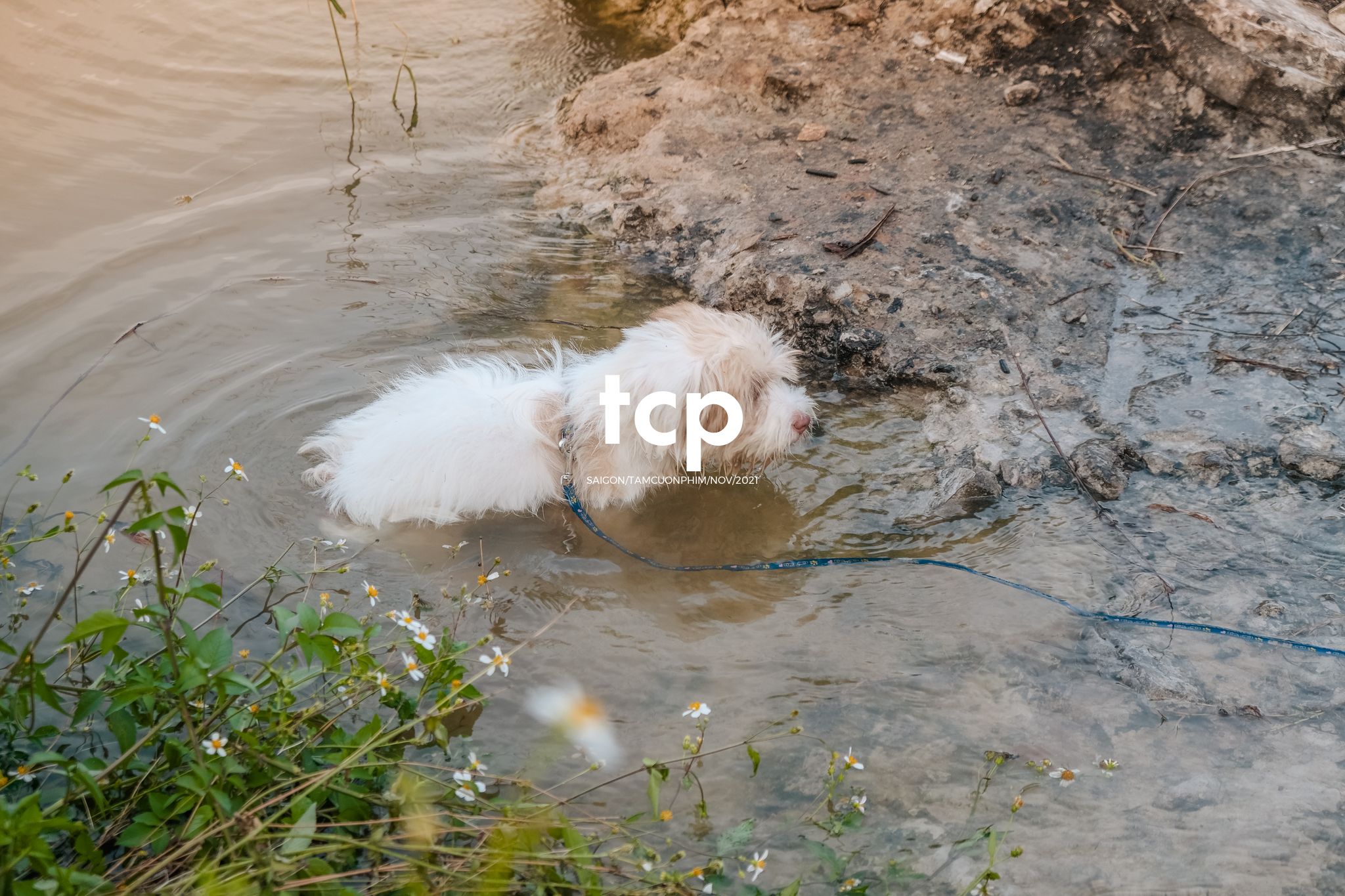 Tám Cuộn Phim - Bốn chân ghế ngập nước