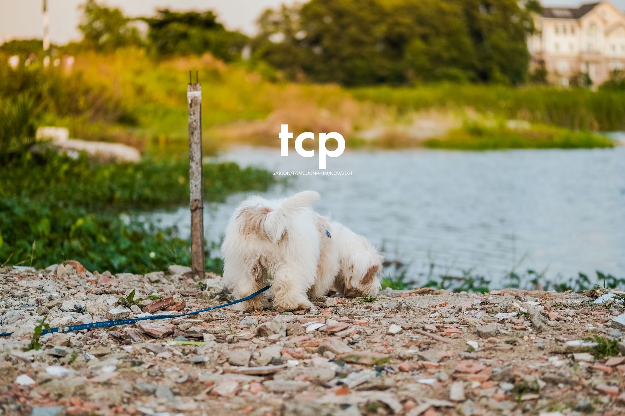 Tám Cuộn Phim - Bốn chân ghế ngập nước