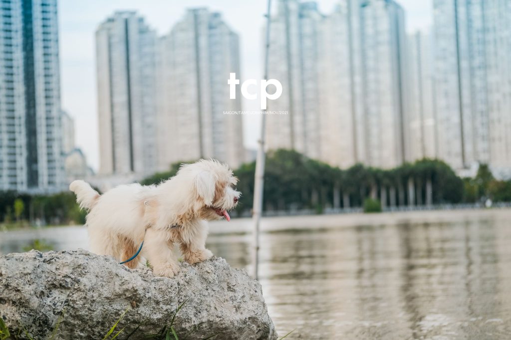 Tám Cuộn Phim - Bốn chân ghế ngập nước
