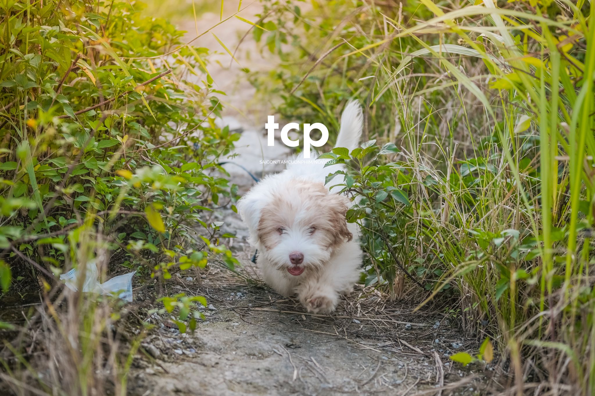 Tám Cuộn Phim - Bốn chân ghế ngập nước