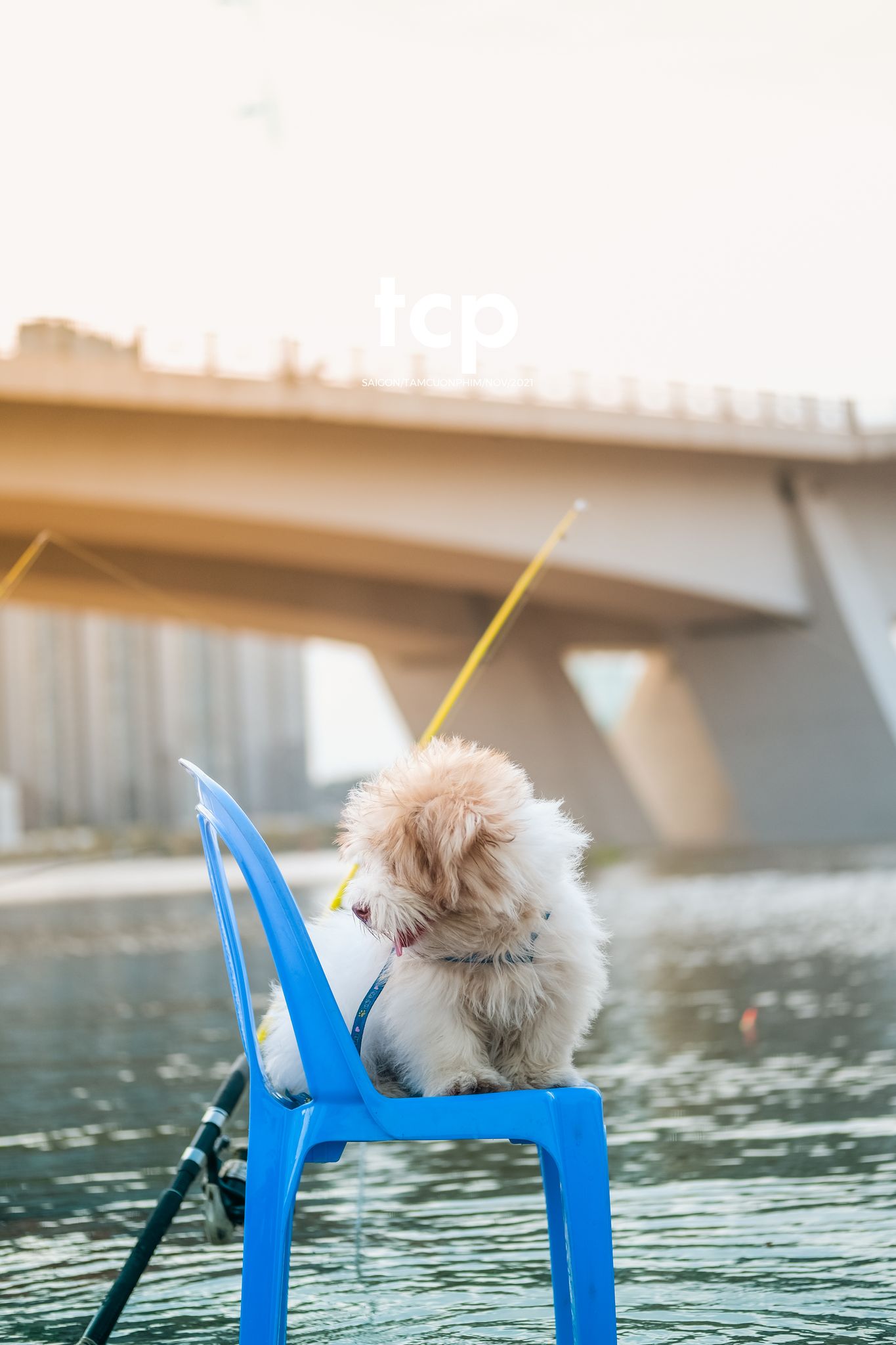 Tám Cuộn Phim - Bốn chân ghế ngập nước